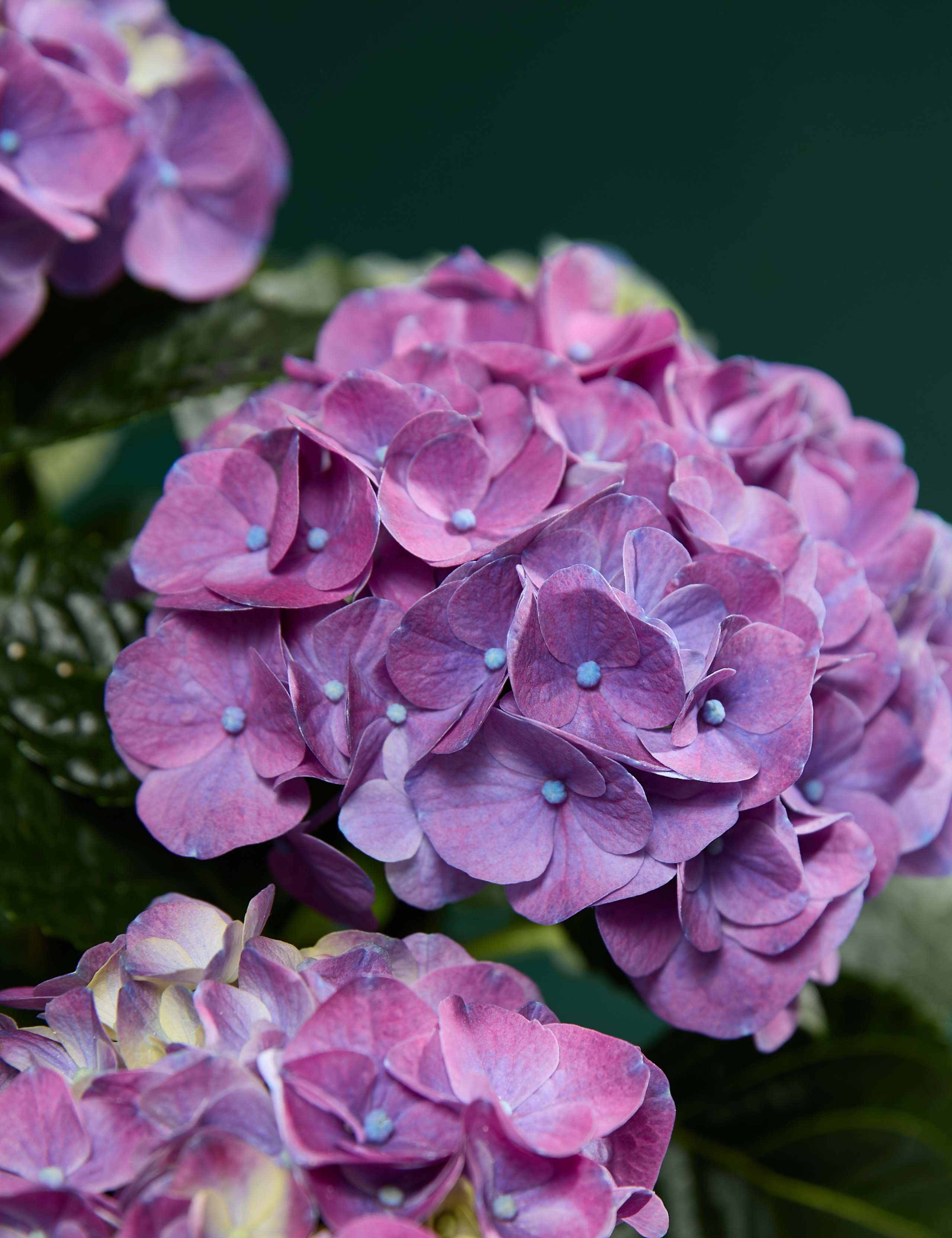 Mum's Hydrangea with Sky Blue Ceramic Pot 2 of 4