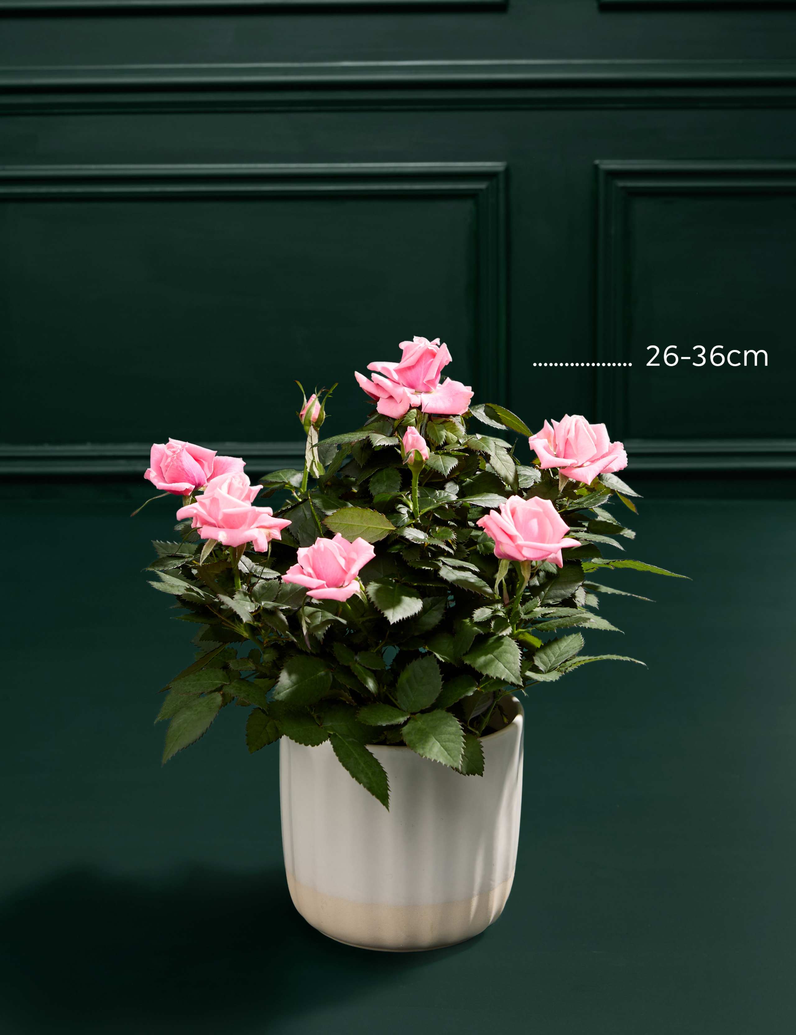 Pink Rose in Ceramic Pot with Prosecco & Scented Candle | M&S