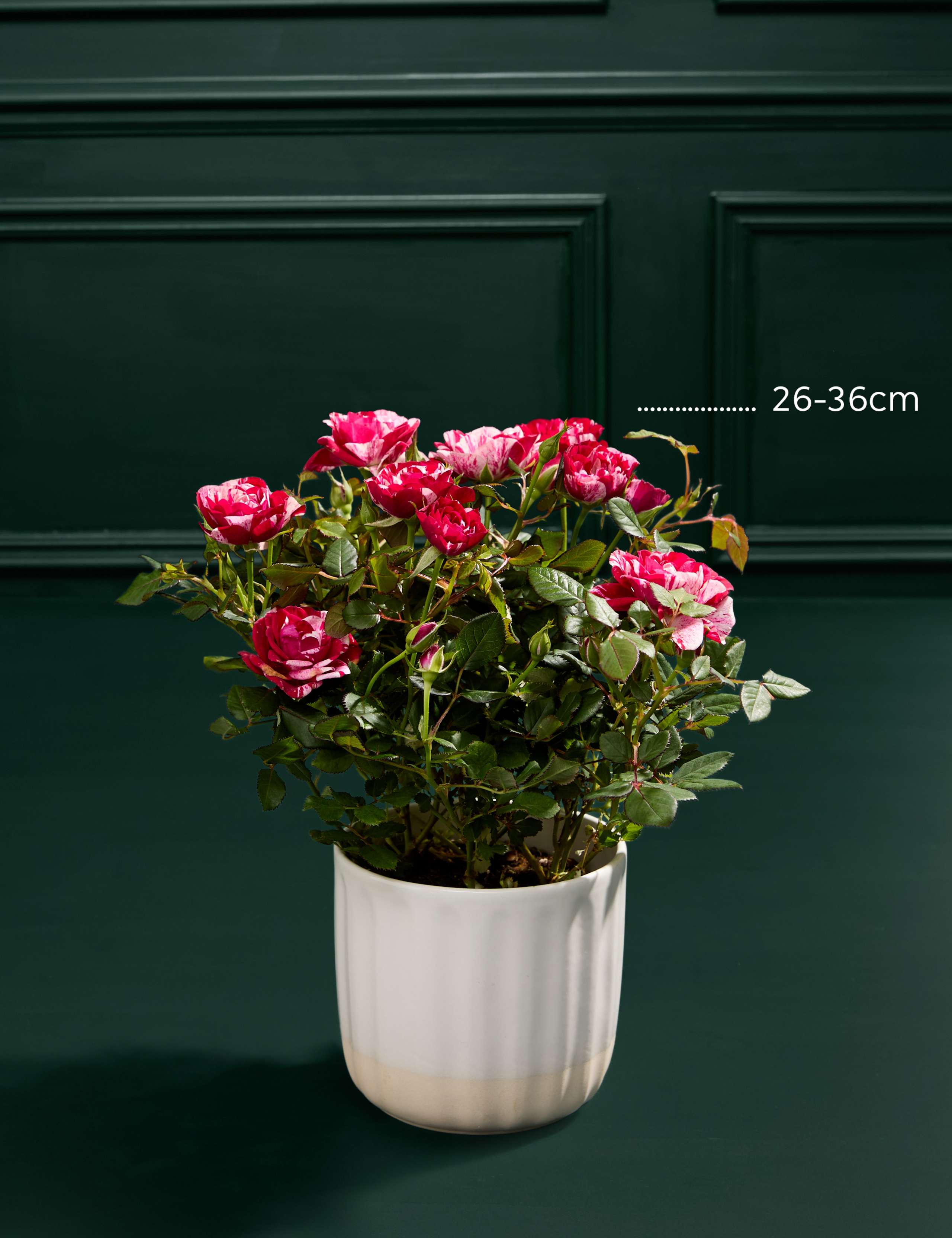 Gigi Rose in Ceramic Pot with Prosecco 3 of 7