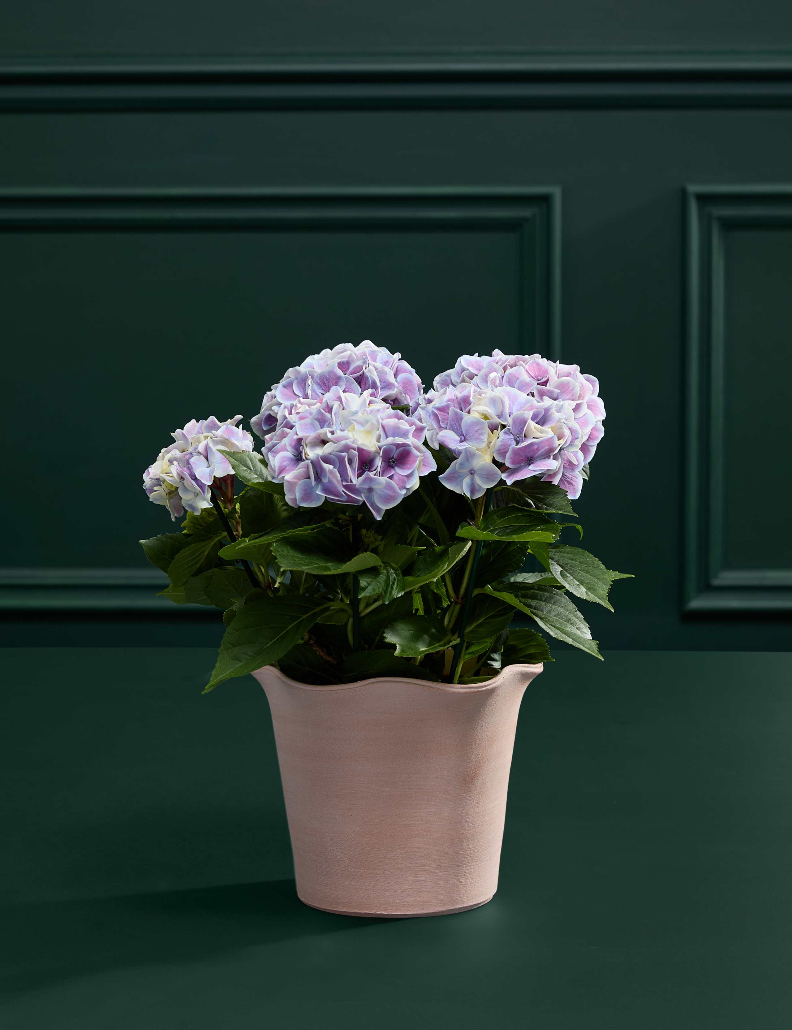 Mother’s Day Hydrangea with Salted Caramels & Candle 3 of 5