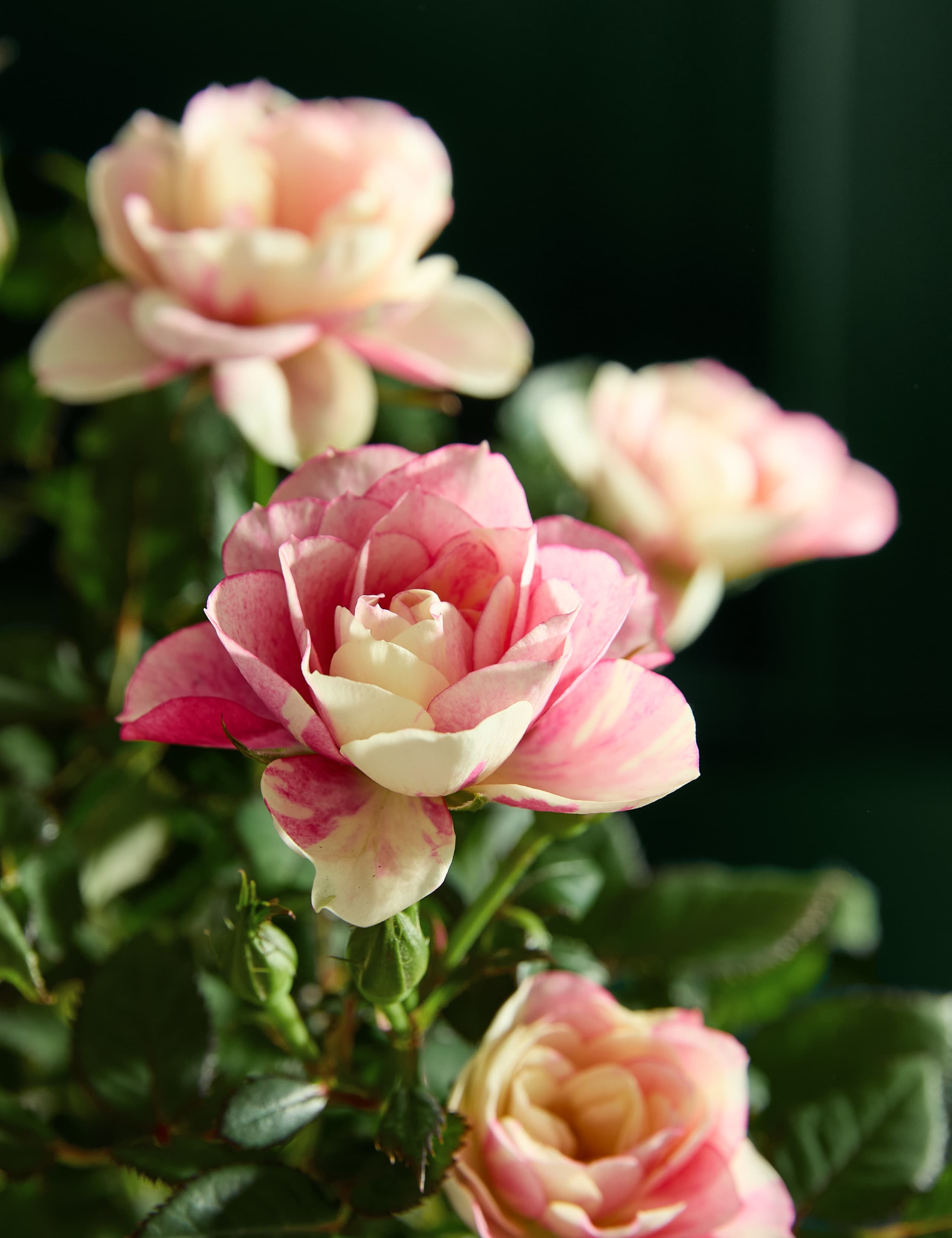 Mother's Day Pia Rose with Prosecco 3 of 5