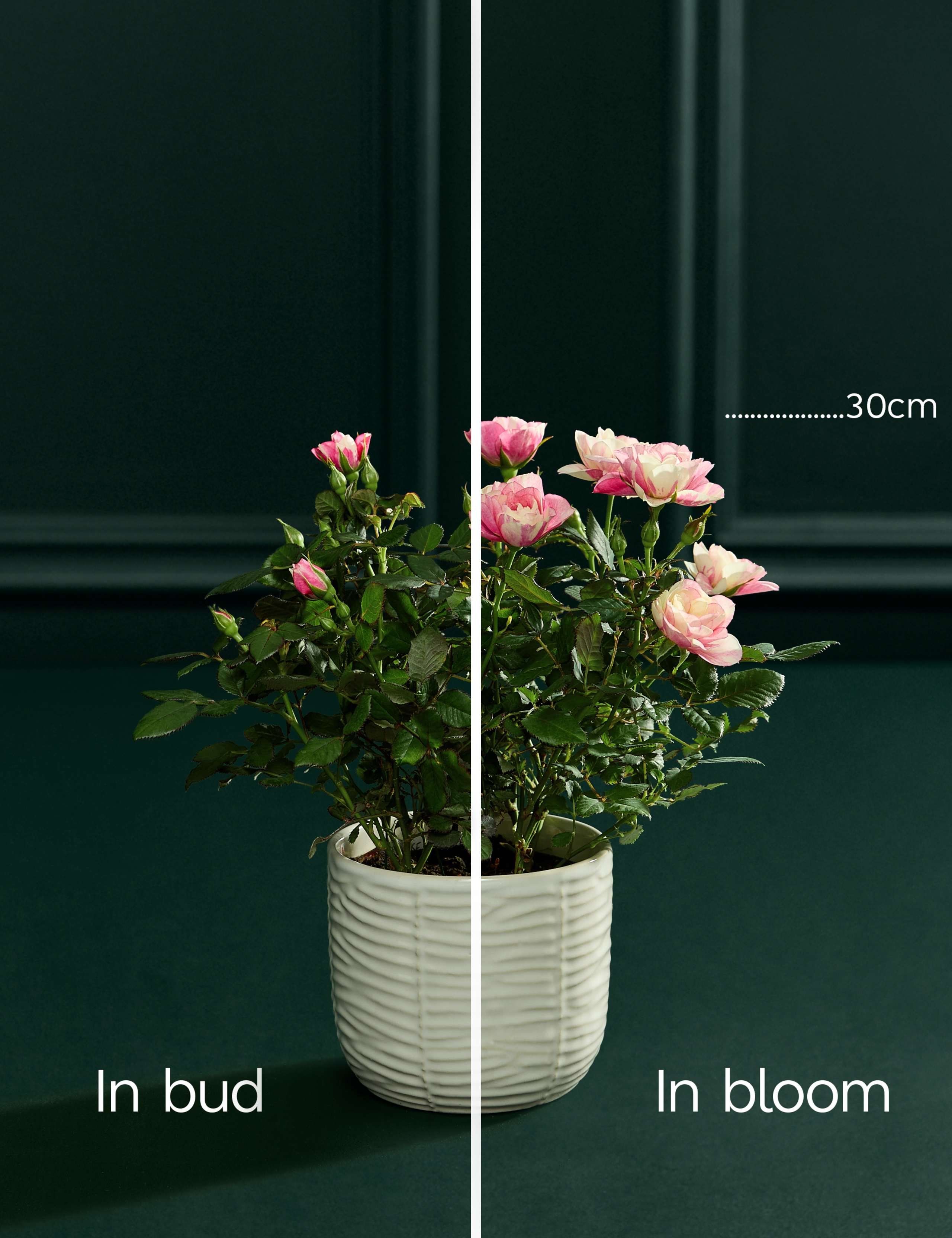 Mother's Day Pia Rose with Prosecco 4 of 5