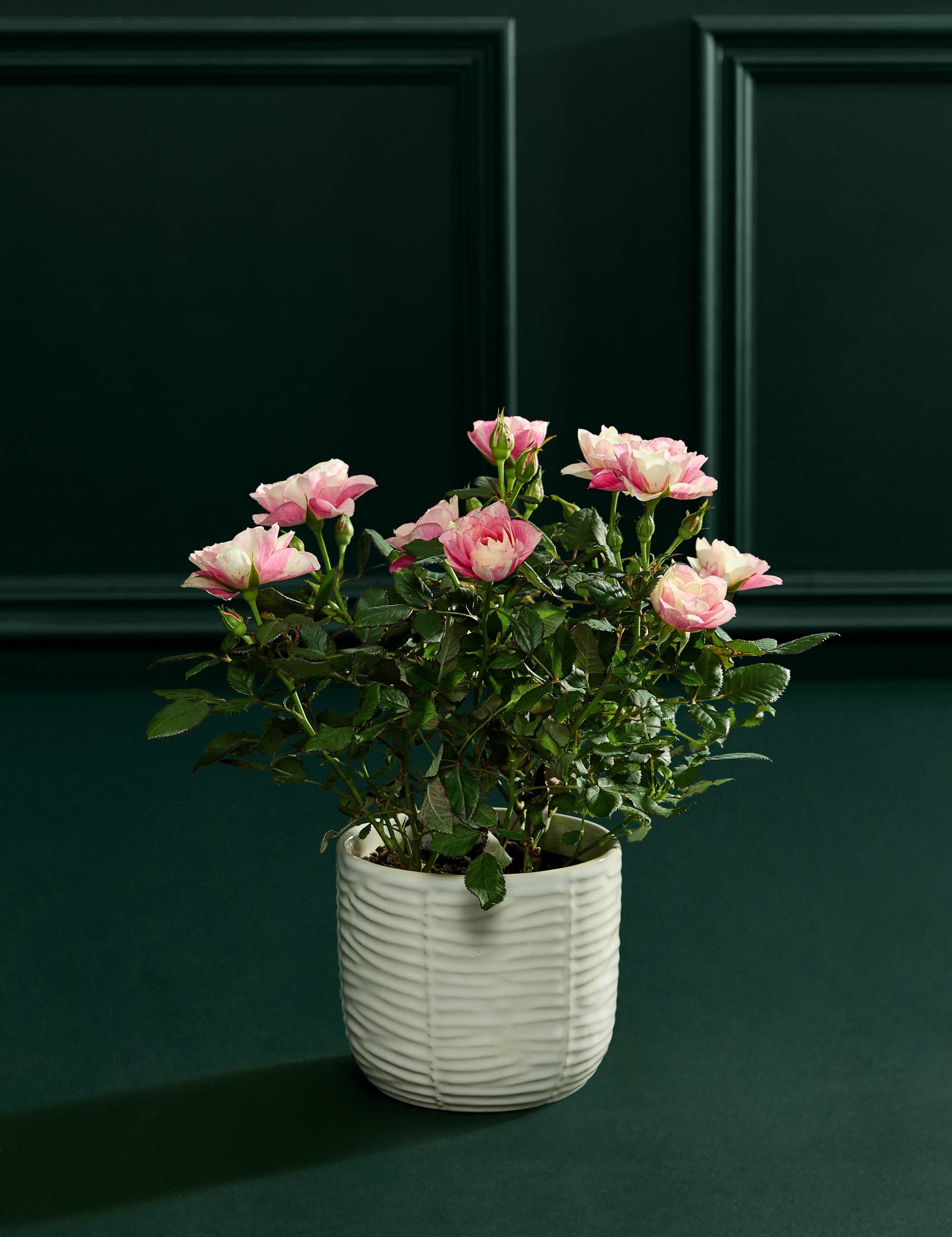 Mother's Day Pia Rose with Prosecco 2 of 5