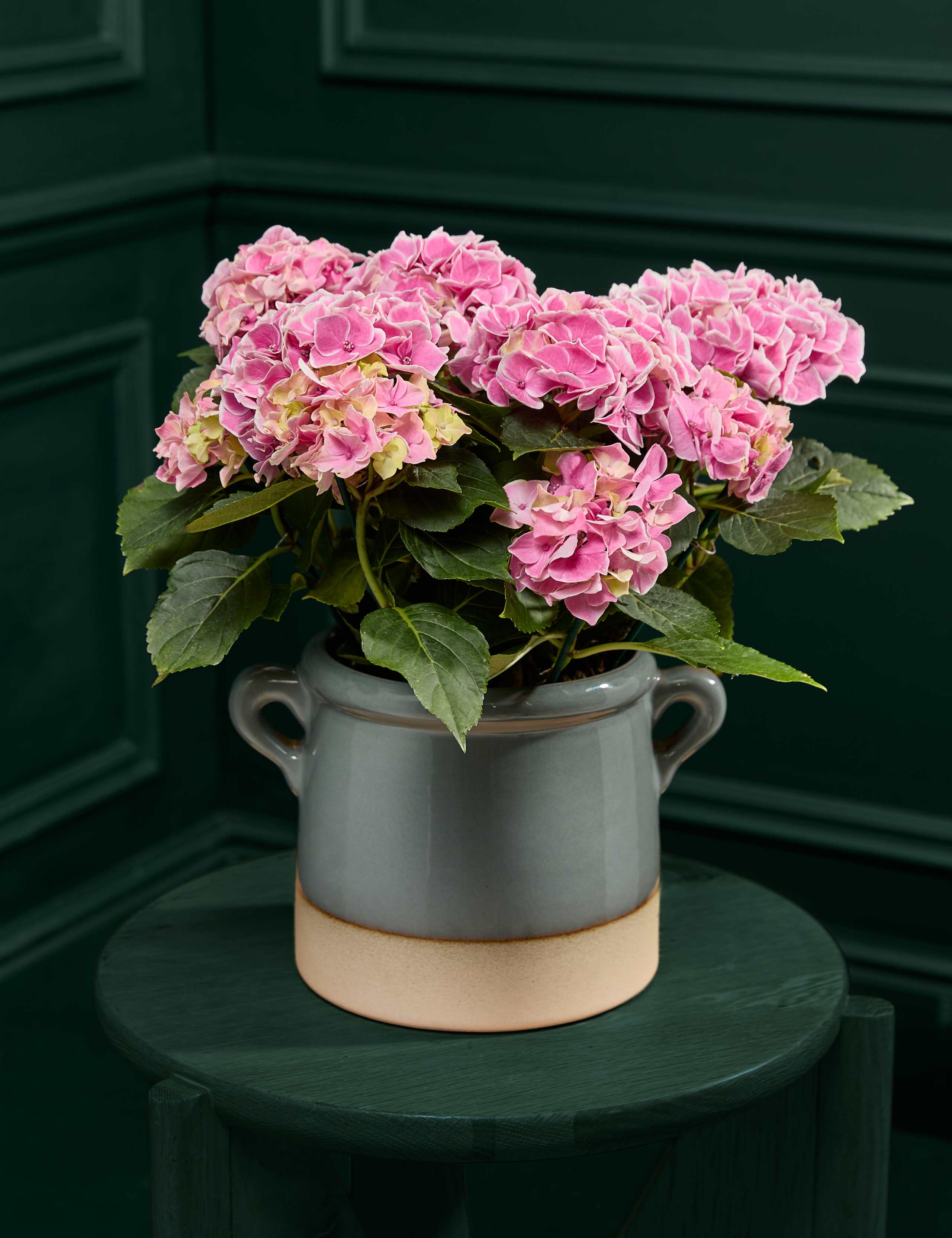 Mum's Hydrangea with Ceramic Pot 1 of 4
