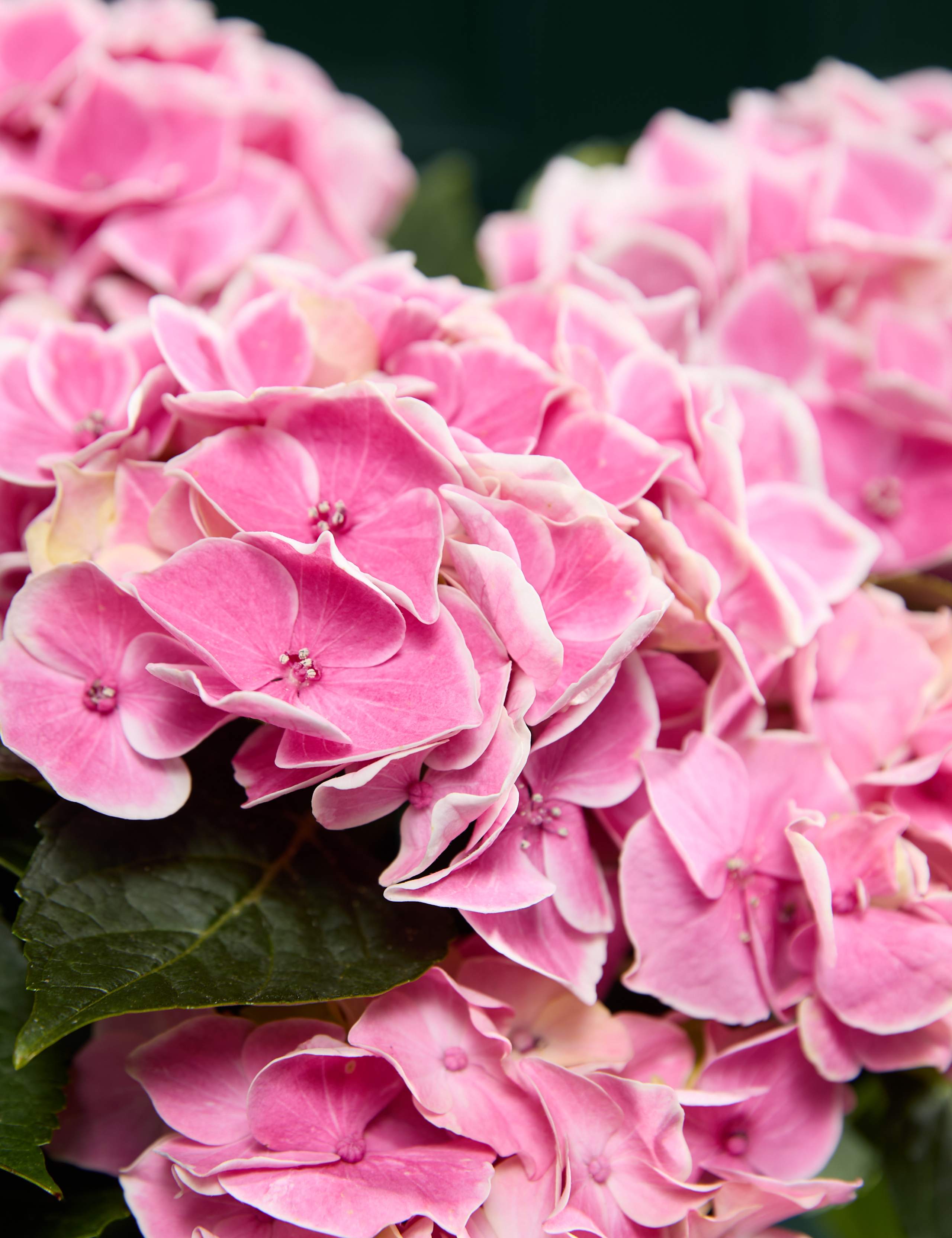 Mum's Hydrangea with Ceramic Pot 2 of 4