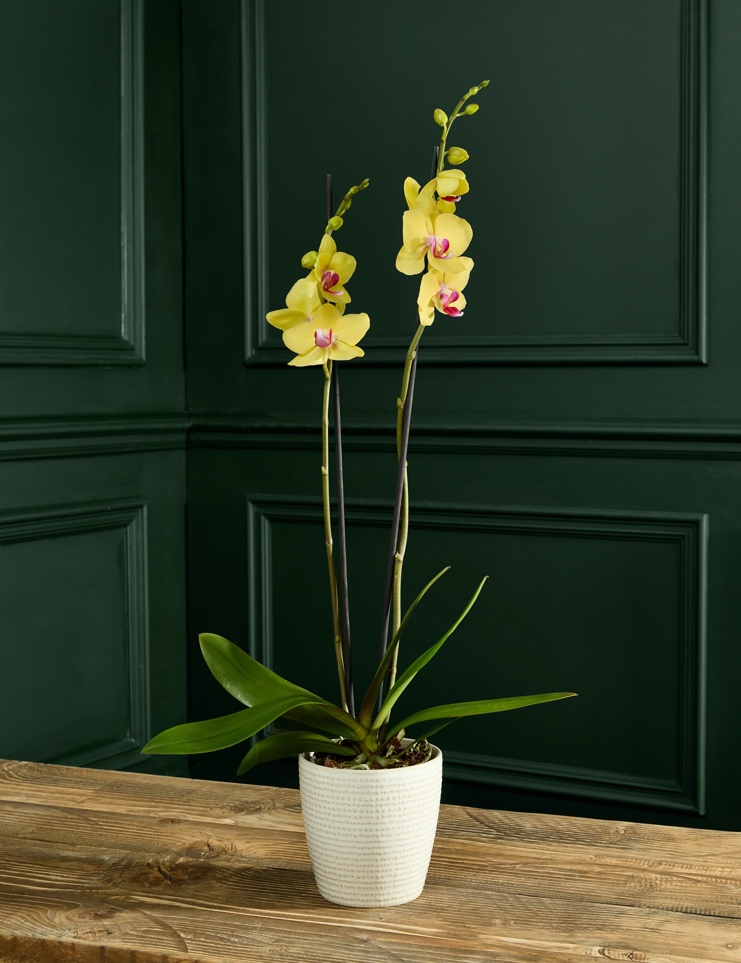 Easter Yellow Orchid with Speckled Egg Chocolates 1 of 4