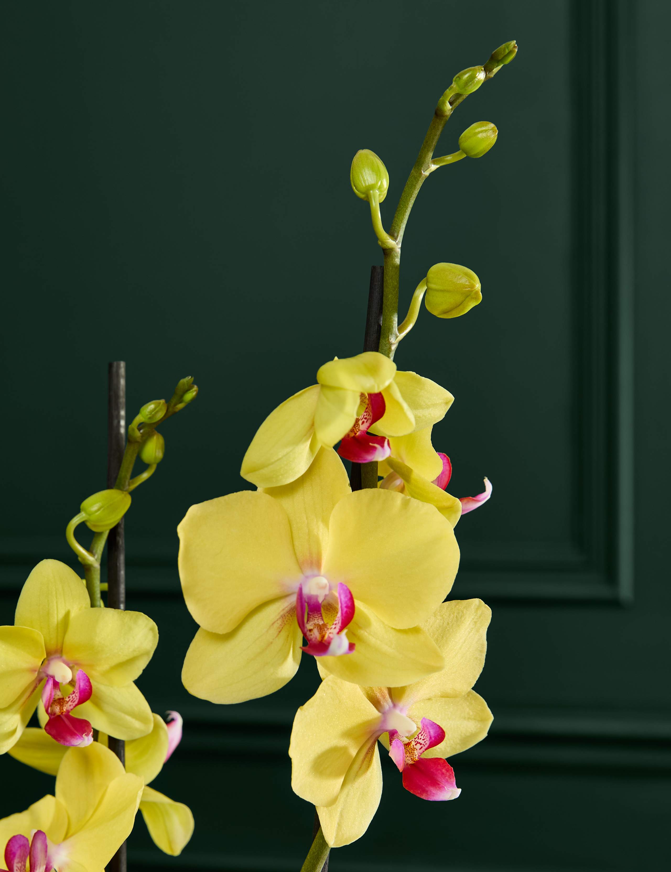 Easter Yellow Orchid with Speckled Egg Chocolates 3 of 4