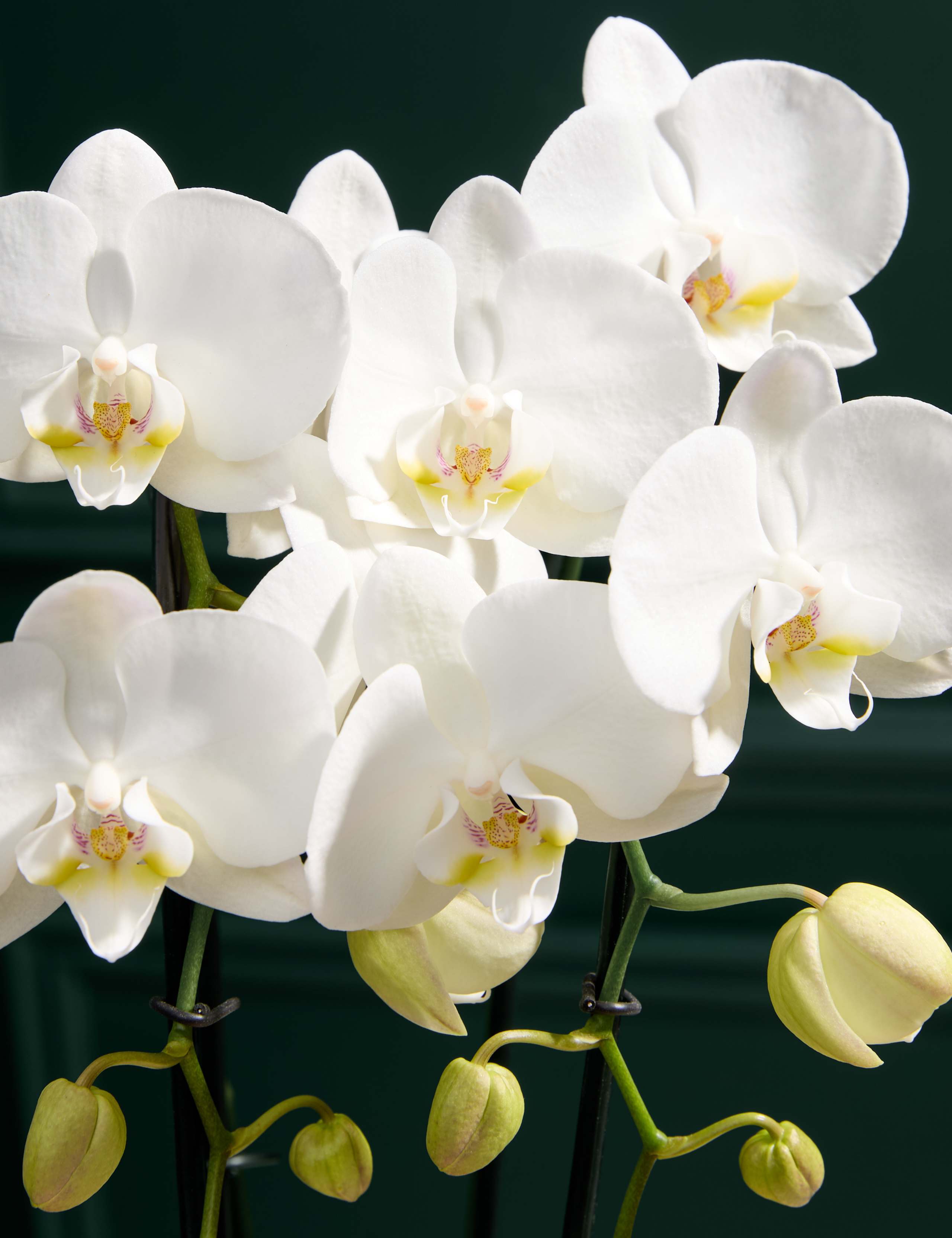 Cascaded Orchid with Champagne & Scented Candle 2 of 5