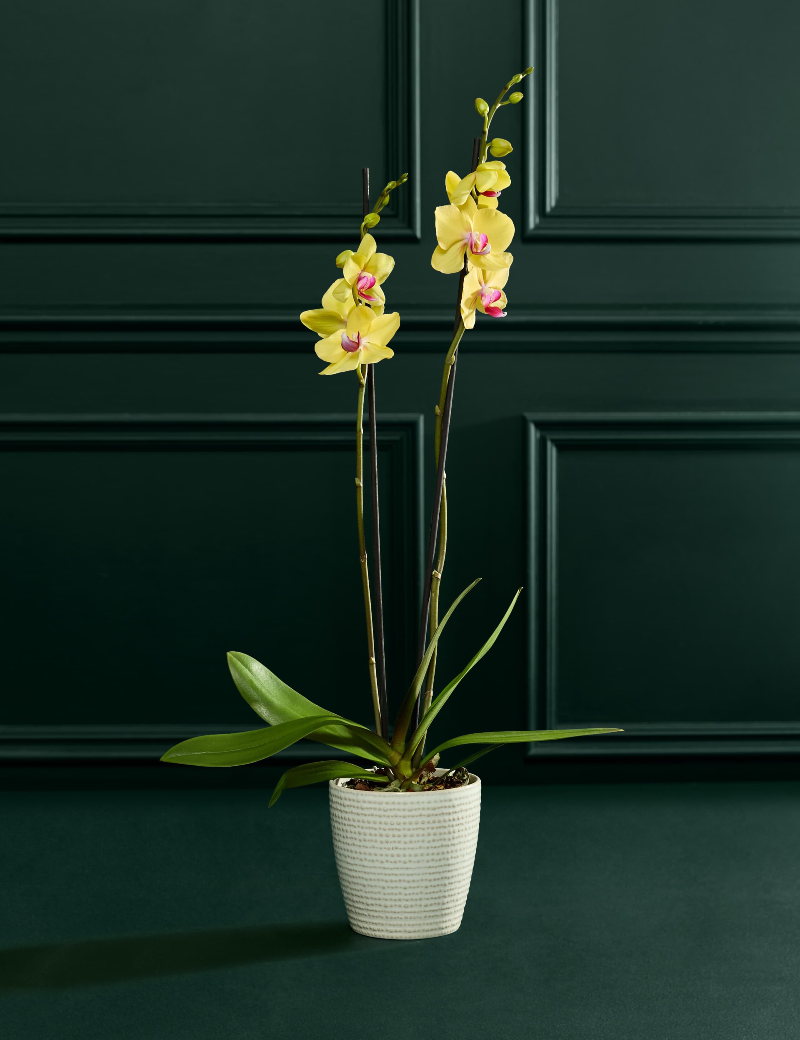 Easter Yellow Orchid with Speckled Egg Chocolates 2 of 4