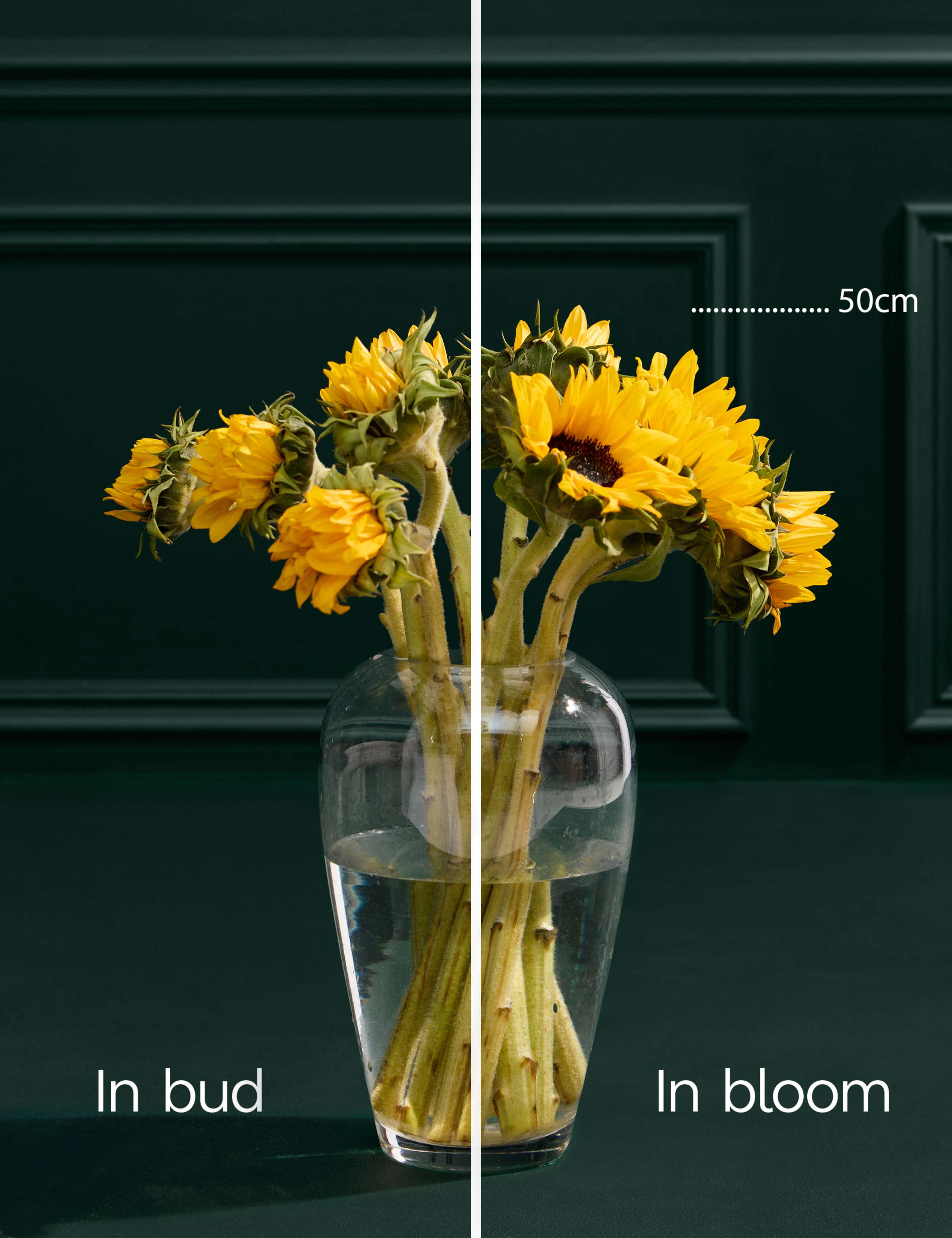 Katherine Jenkins Cygnet Gin + Seasonal Favourite Blooms: Sunflowers 4 of 8