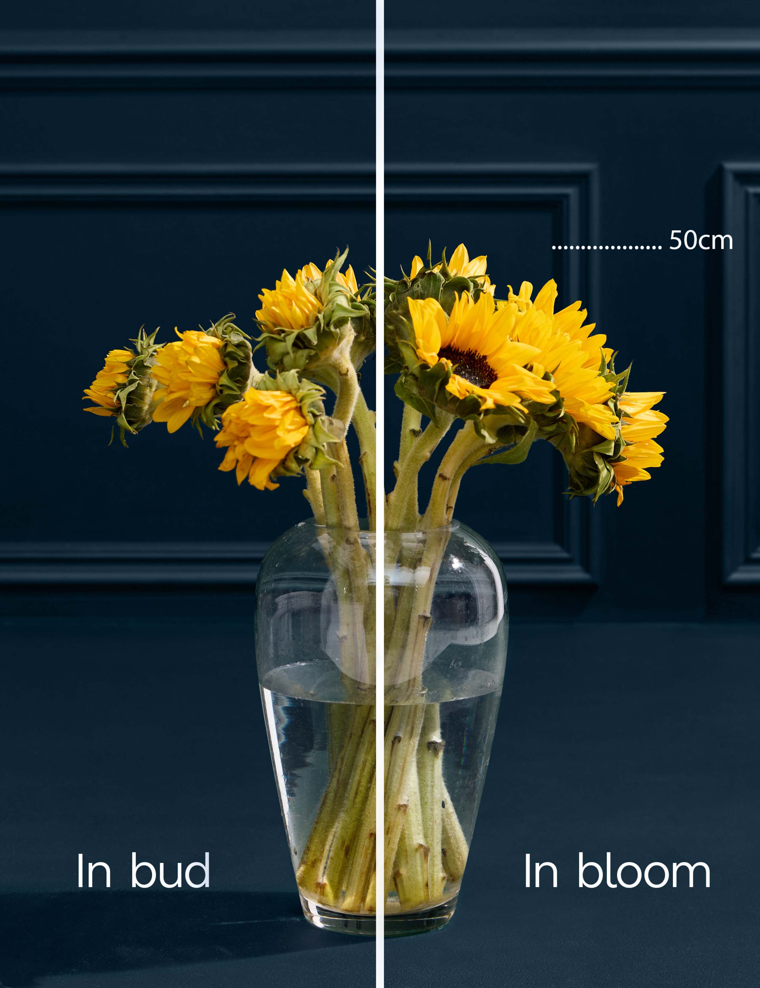 Katherine Jenkins Sunflowers with Cygnet Gin 5 of 9