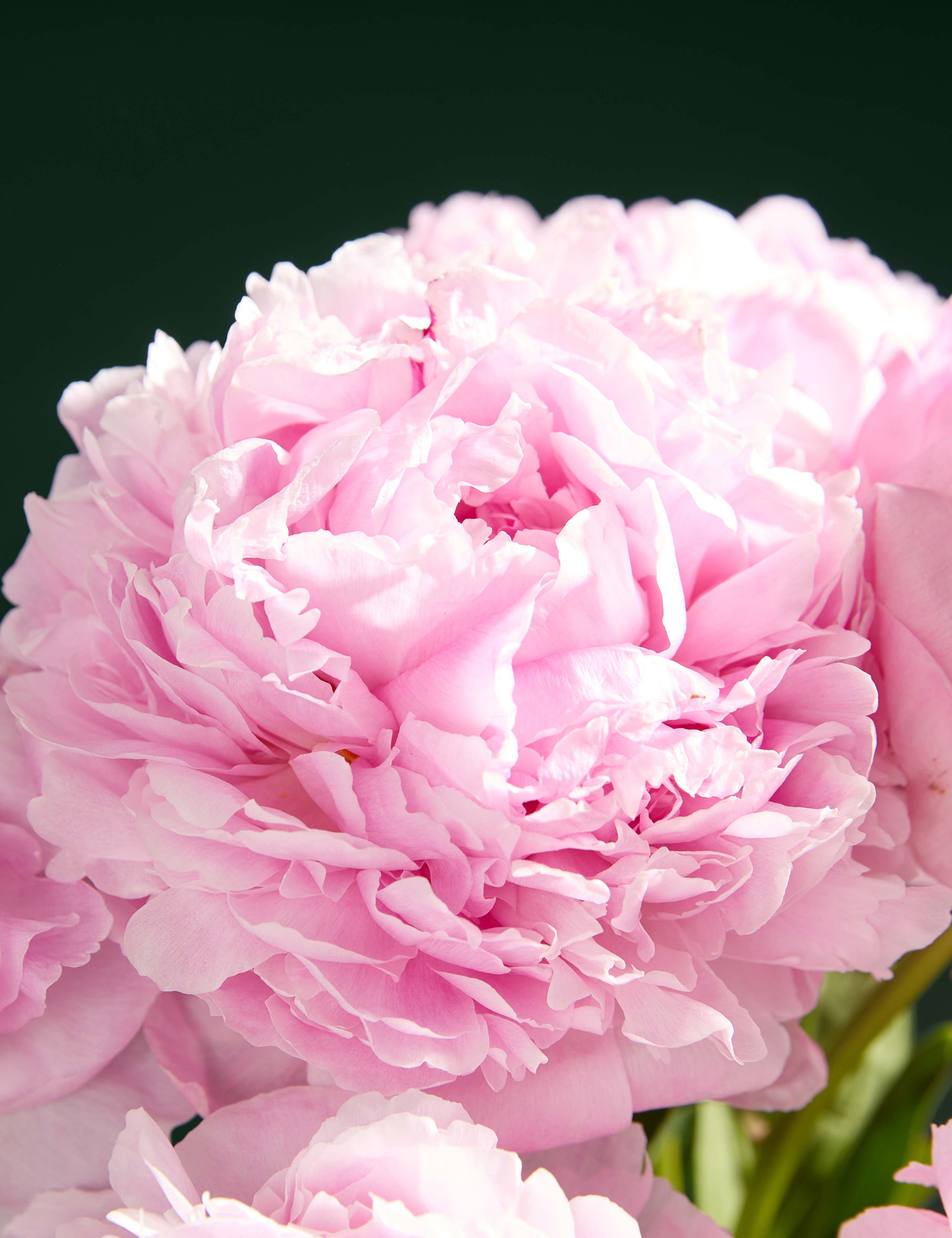 Pink Peony Bouquet with Balconne Rose 3 of 7