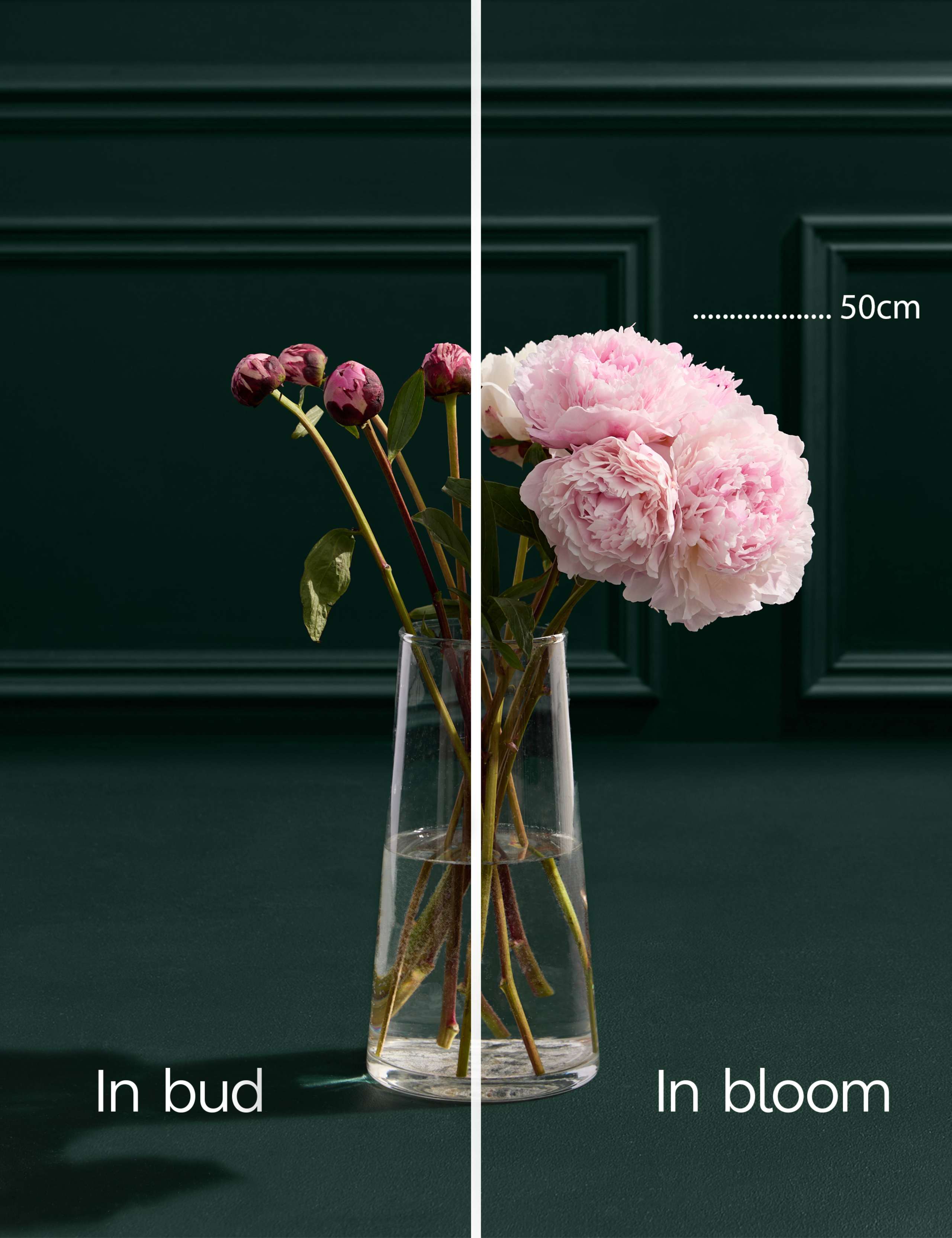 Pink Peony Bouquet with Balconne Rose 5 of 7