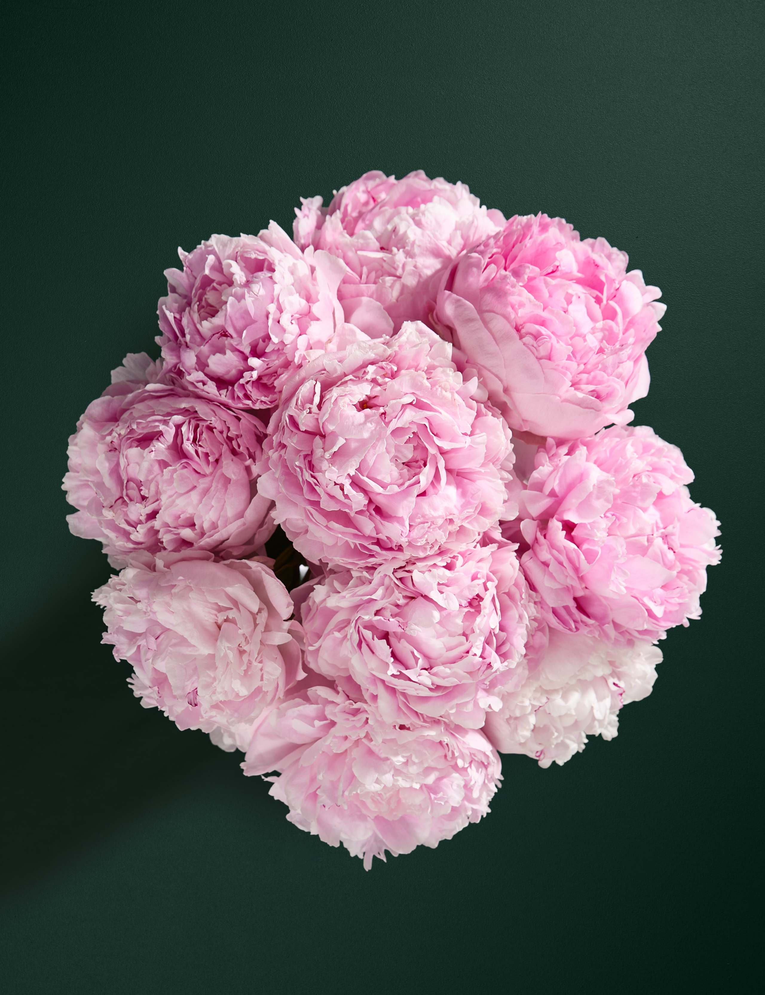 Pink Peony Bouquet with Balconne Rose 2 of 7