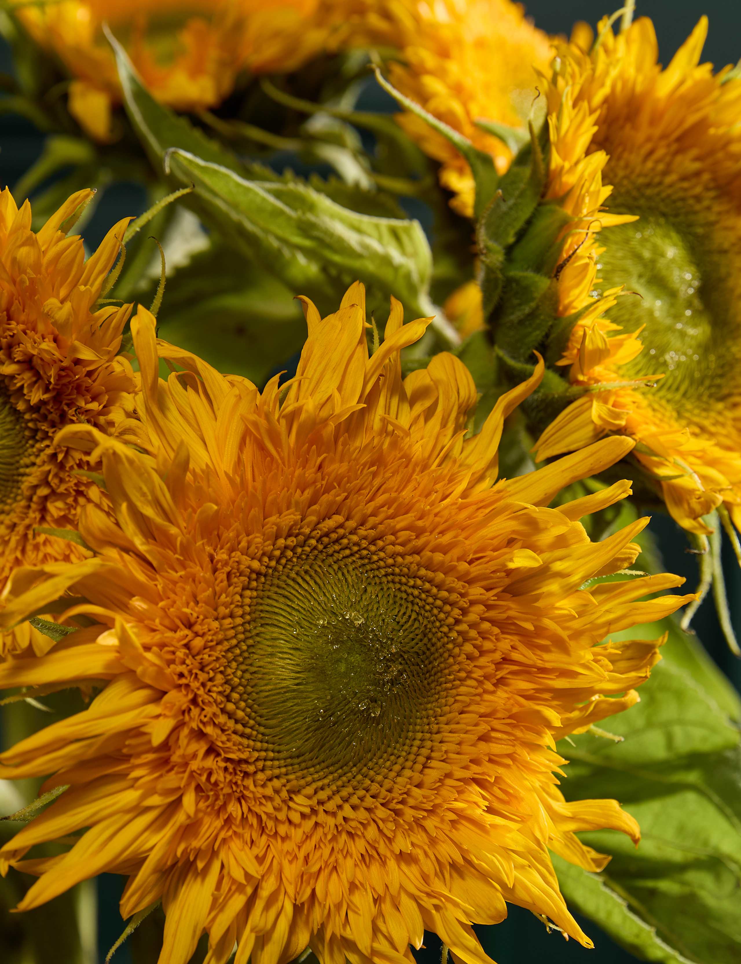 Teddy Bear Sunflowers Bouquet 3 of 6