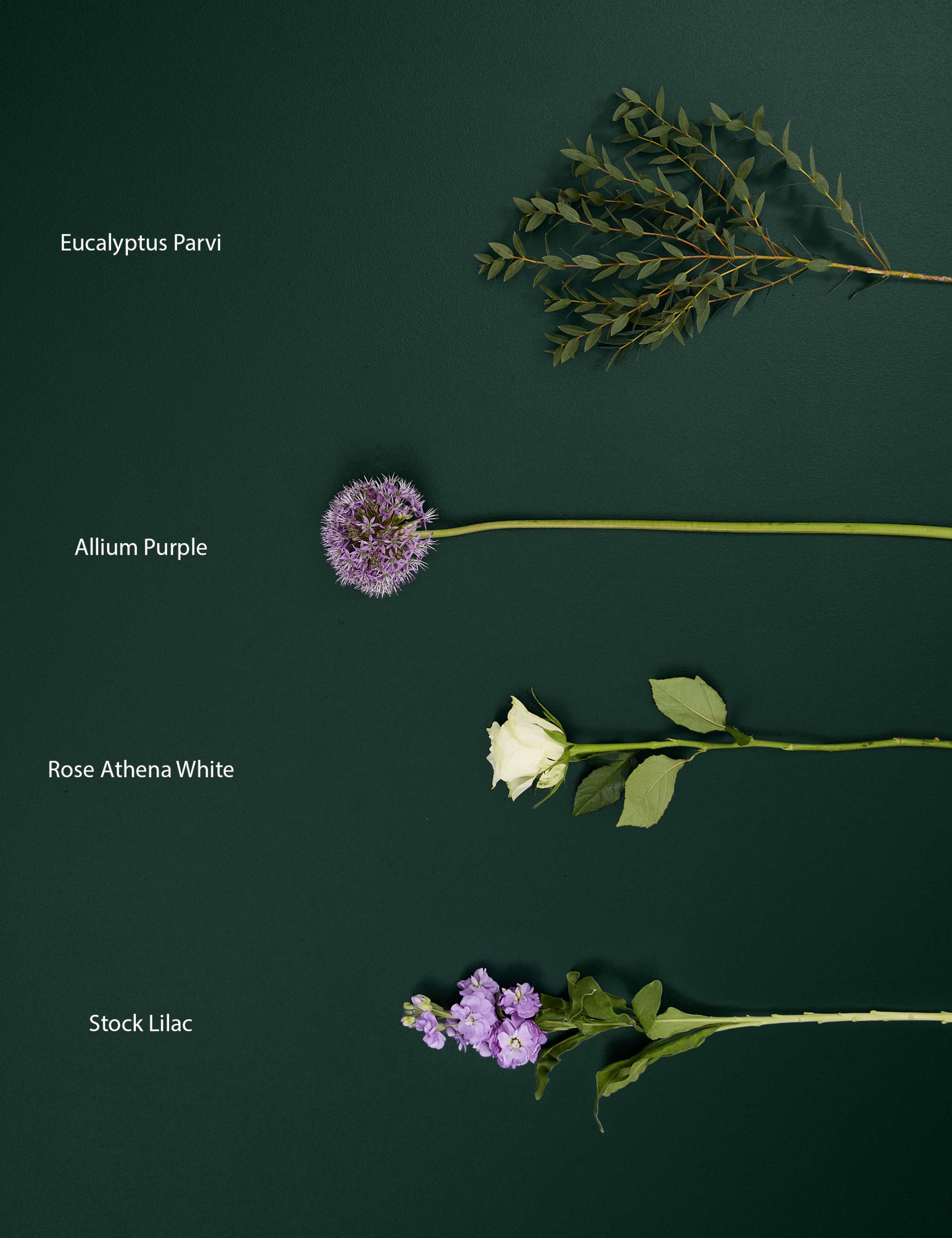 Rose Allium & Stock Bouquet 4 of 6