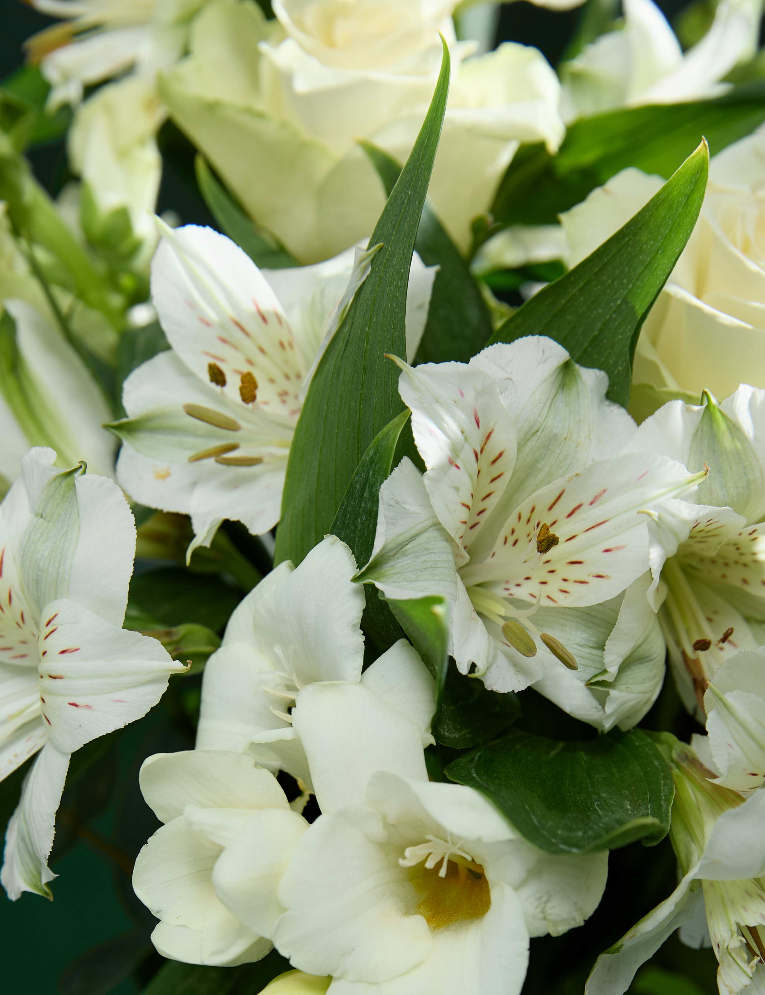 White Rose & Scented Freesia Bouquet 3 of 7
