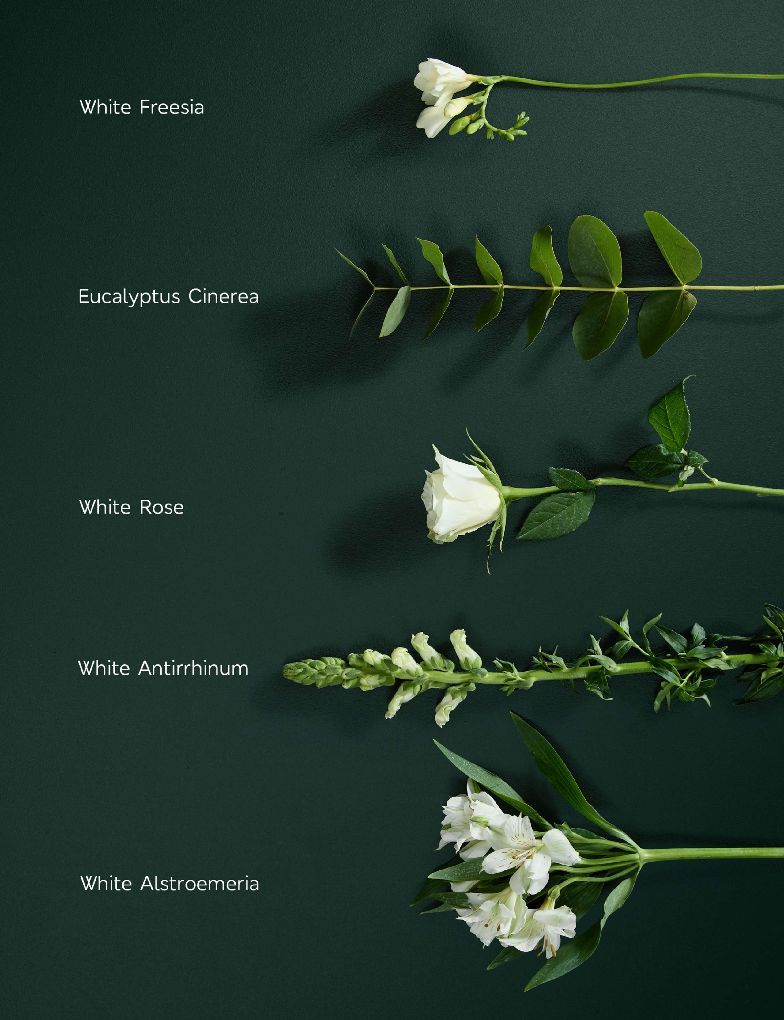 White Rose & Scented Freesia Bouquet 4 of 7