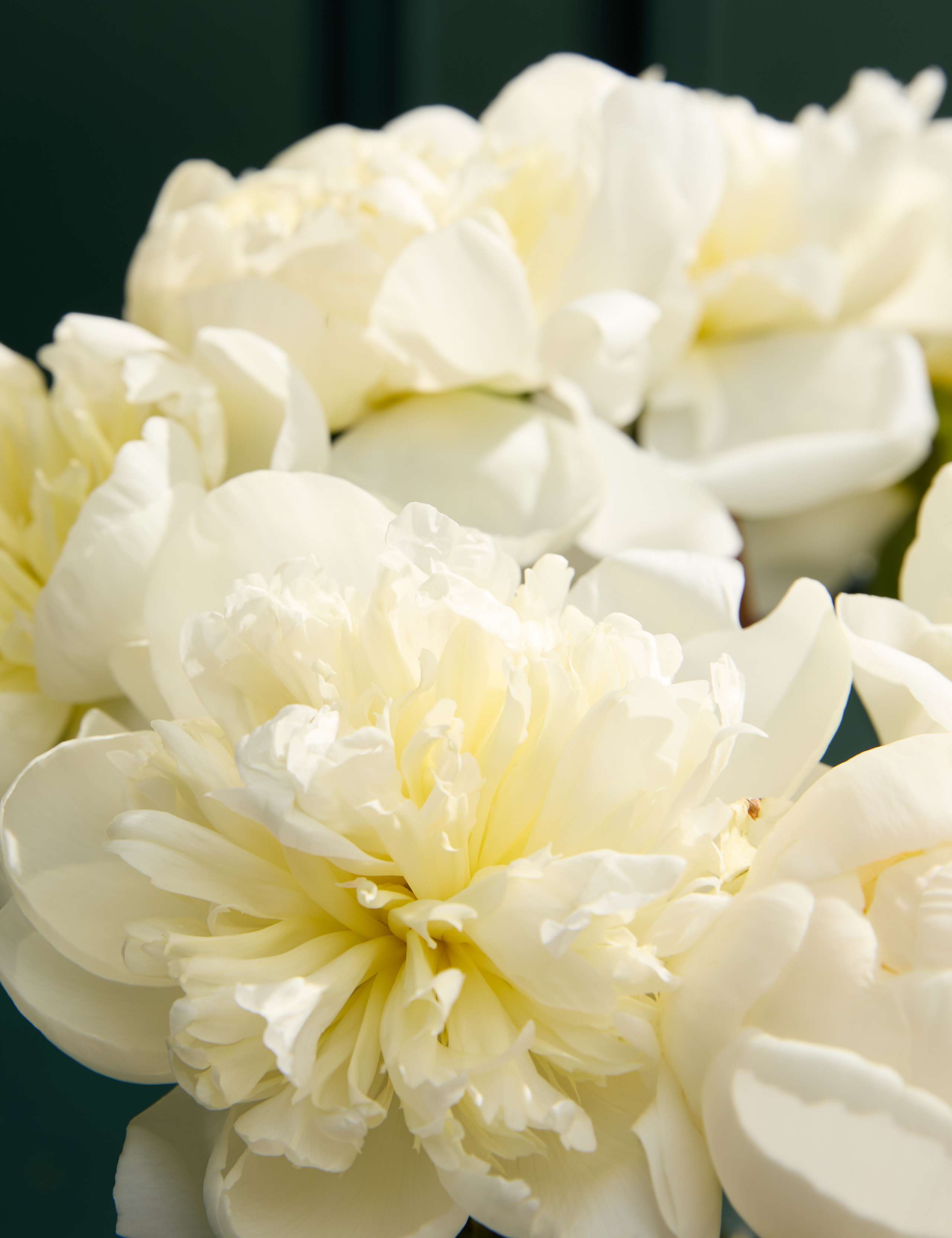 An Abundance of Seasonal White Peonies 3 of 6