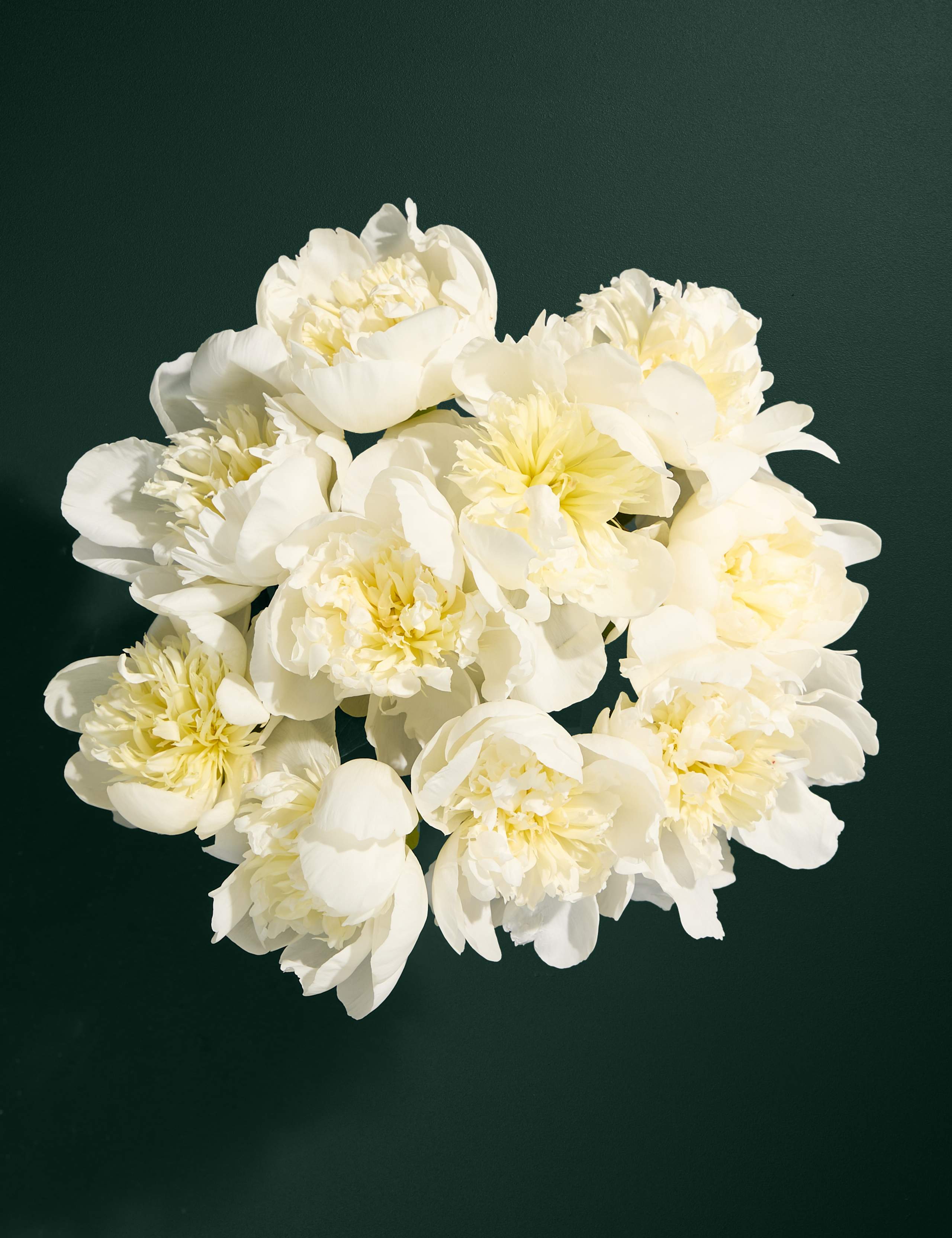 An Abundance of Seasonal White Peonies 2 of 6