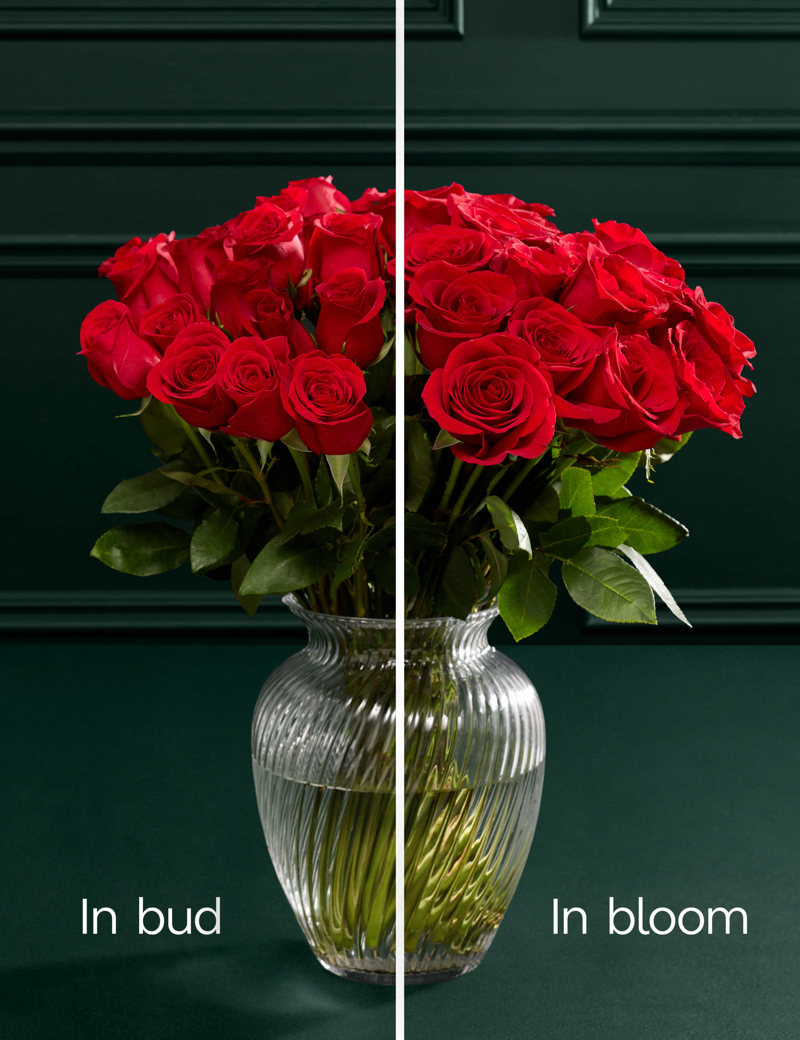 Freedom™ Rose Bouquet with Vase 4 of 7