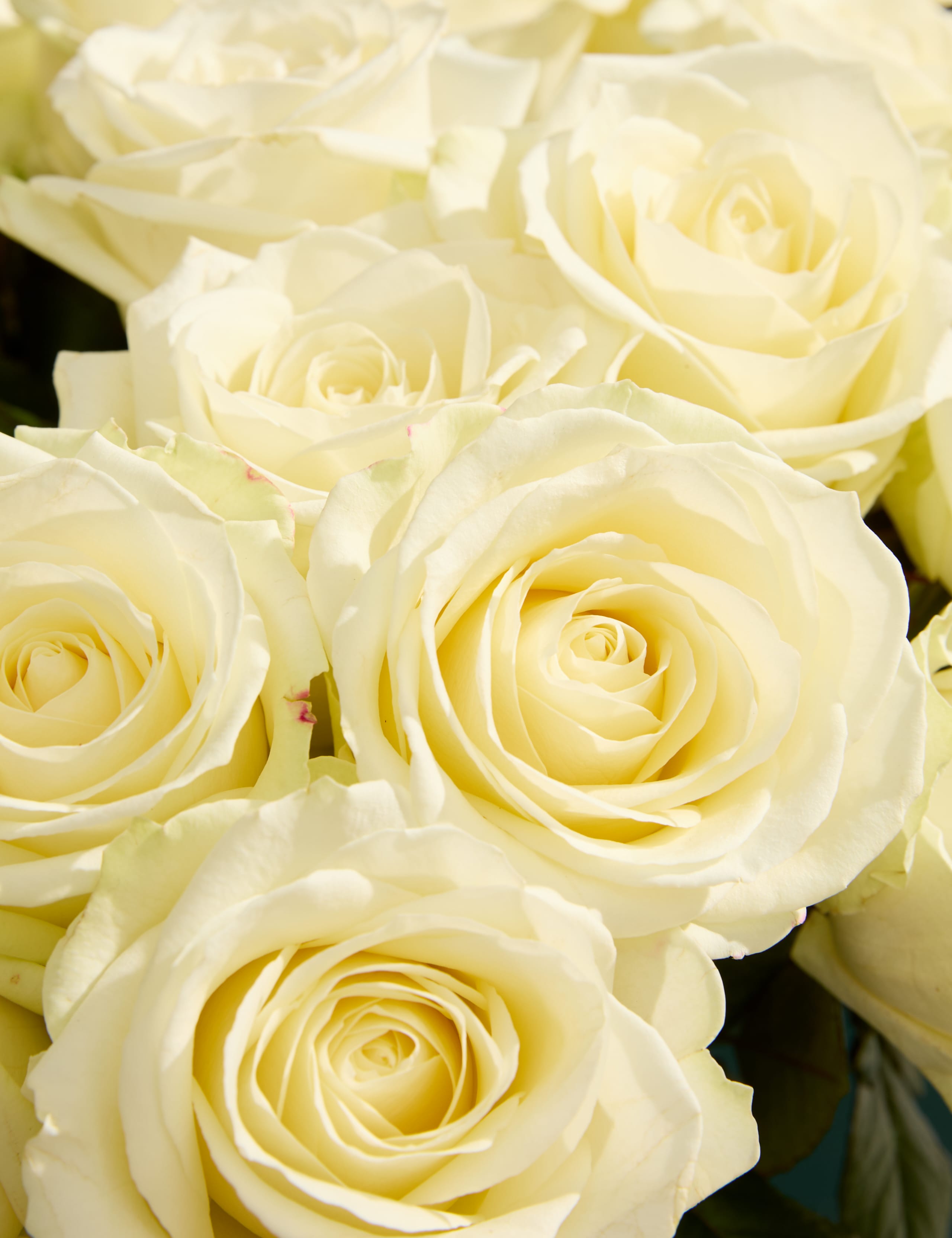 Avalanche™ Rose Bouquet with Vase 3 of 7