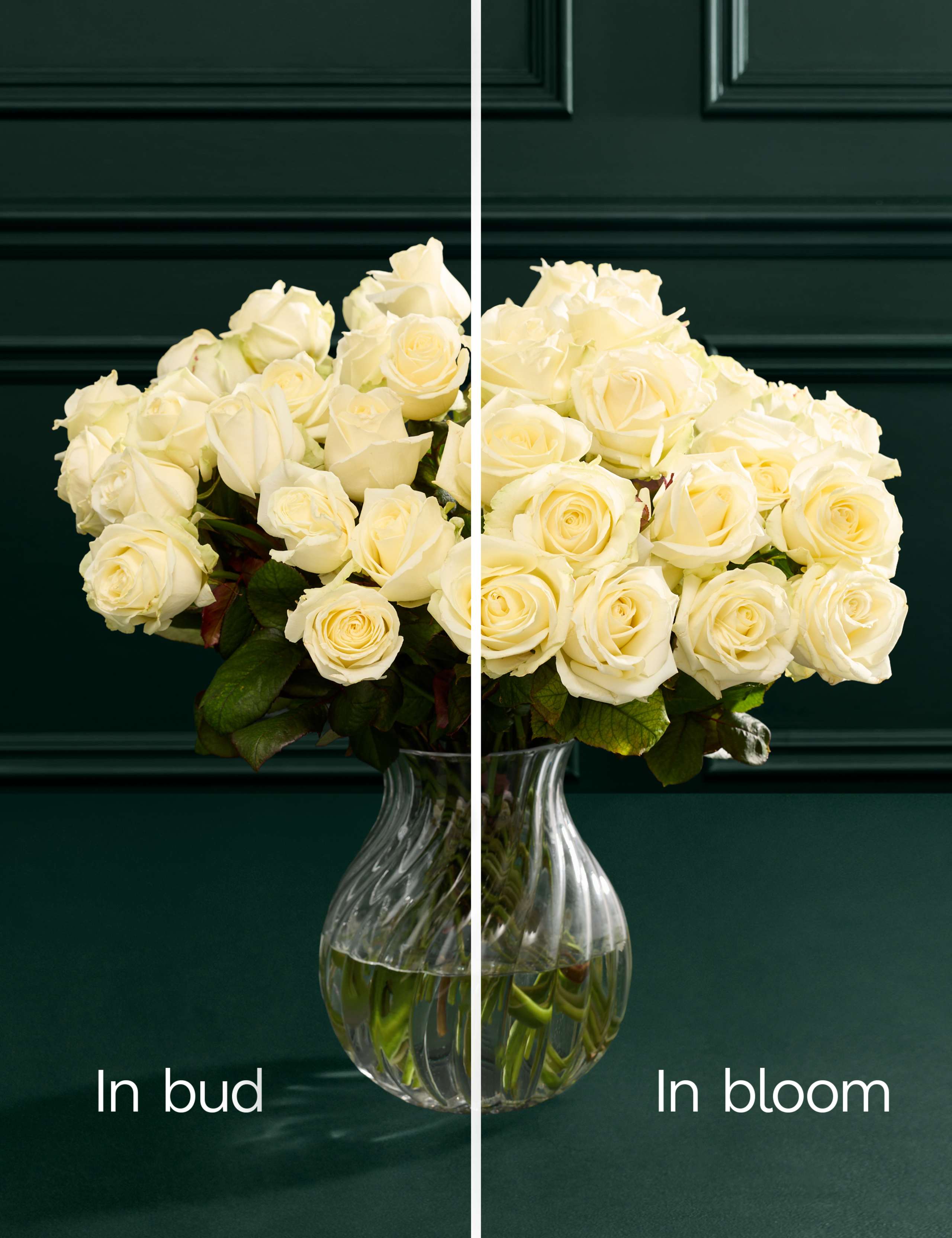 Avalanche™ Rose Bouquet with Vase 5 of 7