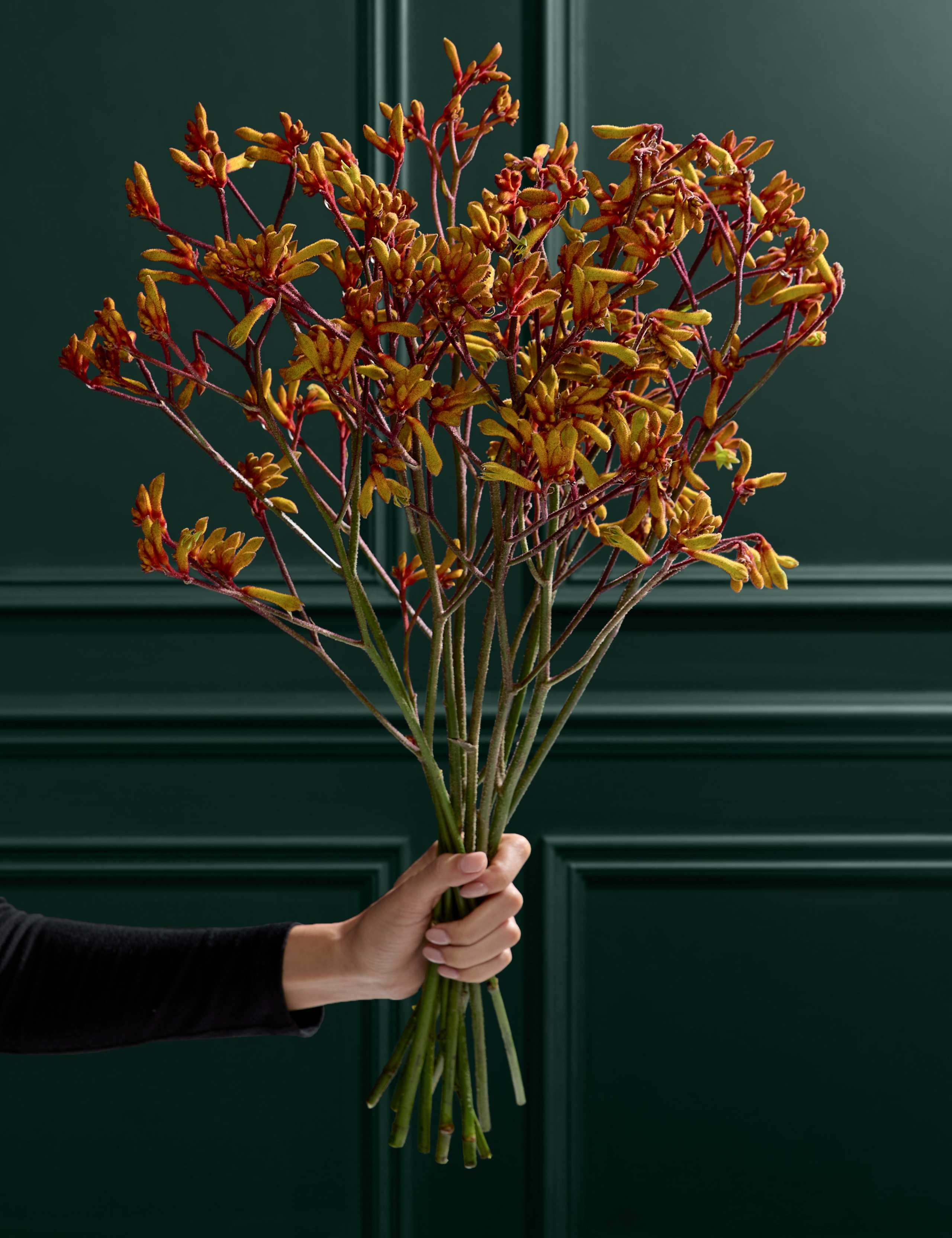 Gold Kangaroo Paw Bouquet 1 of 3