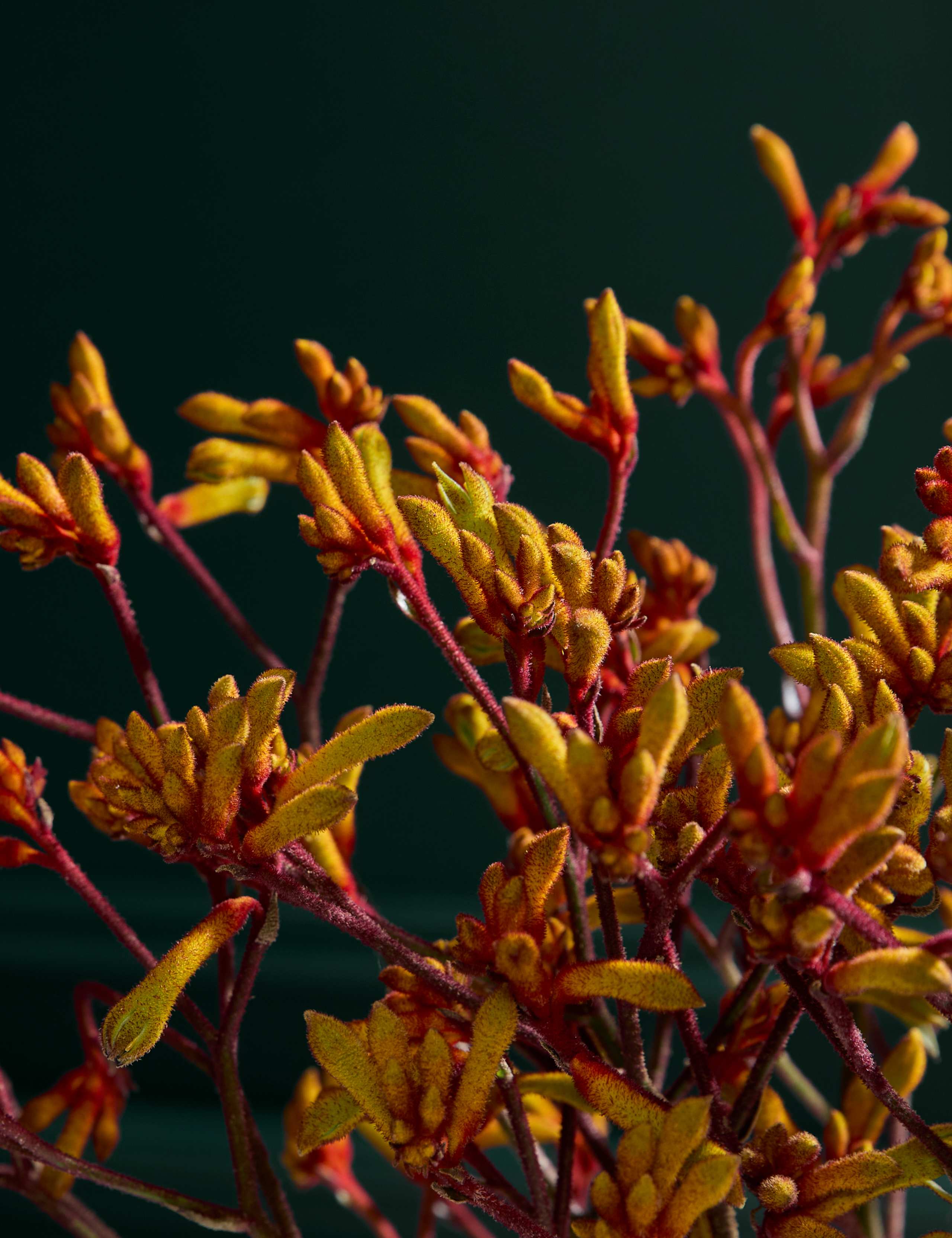 Gold Kangaroo Paw Bouquet 3 of 3