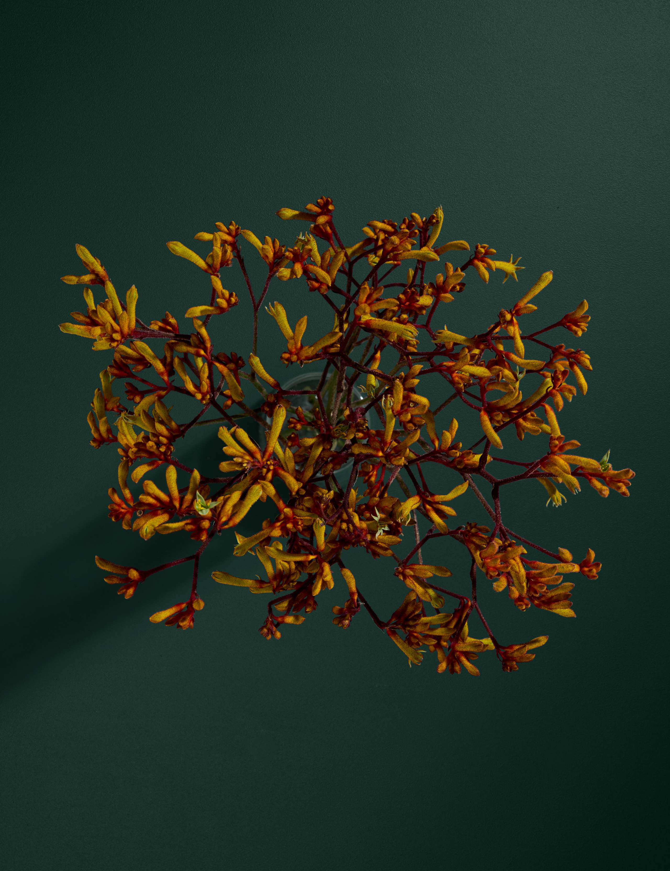 Gold Kangaroo Paw Bouquet 2 of 3