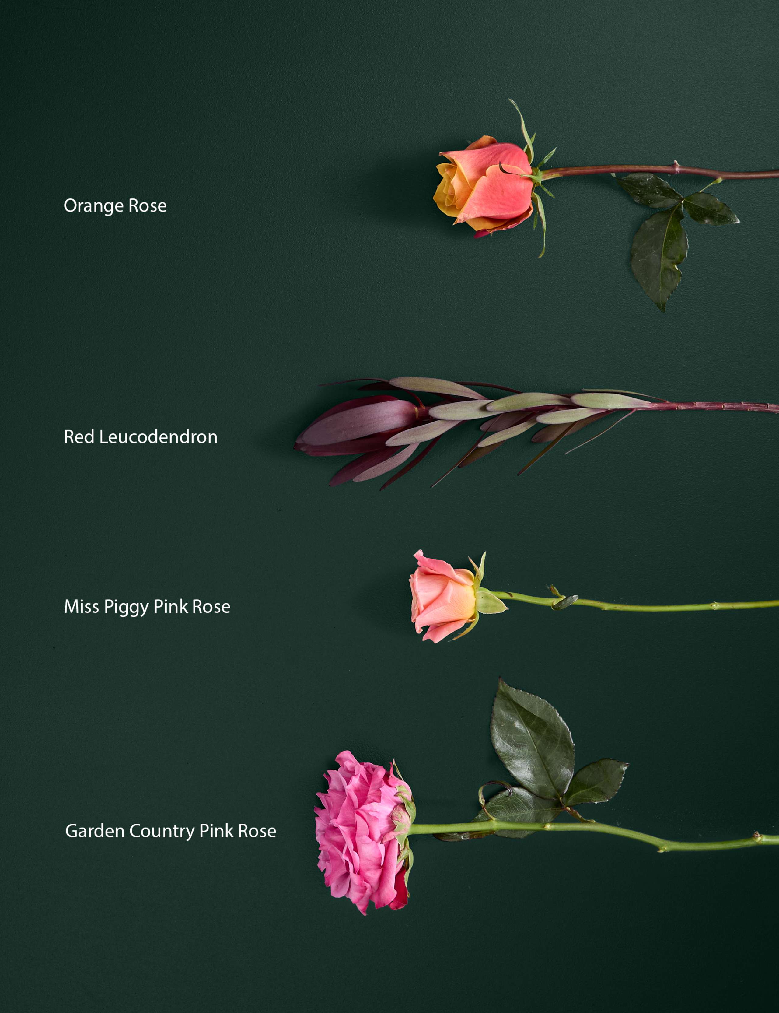 Rose & Leucadendron Bouquet 4 of 5