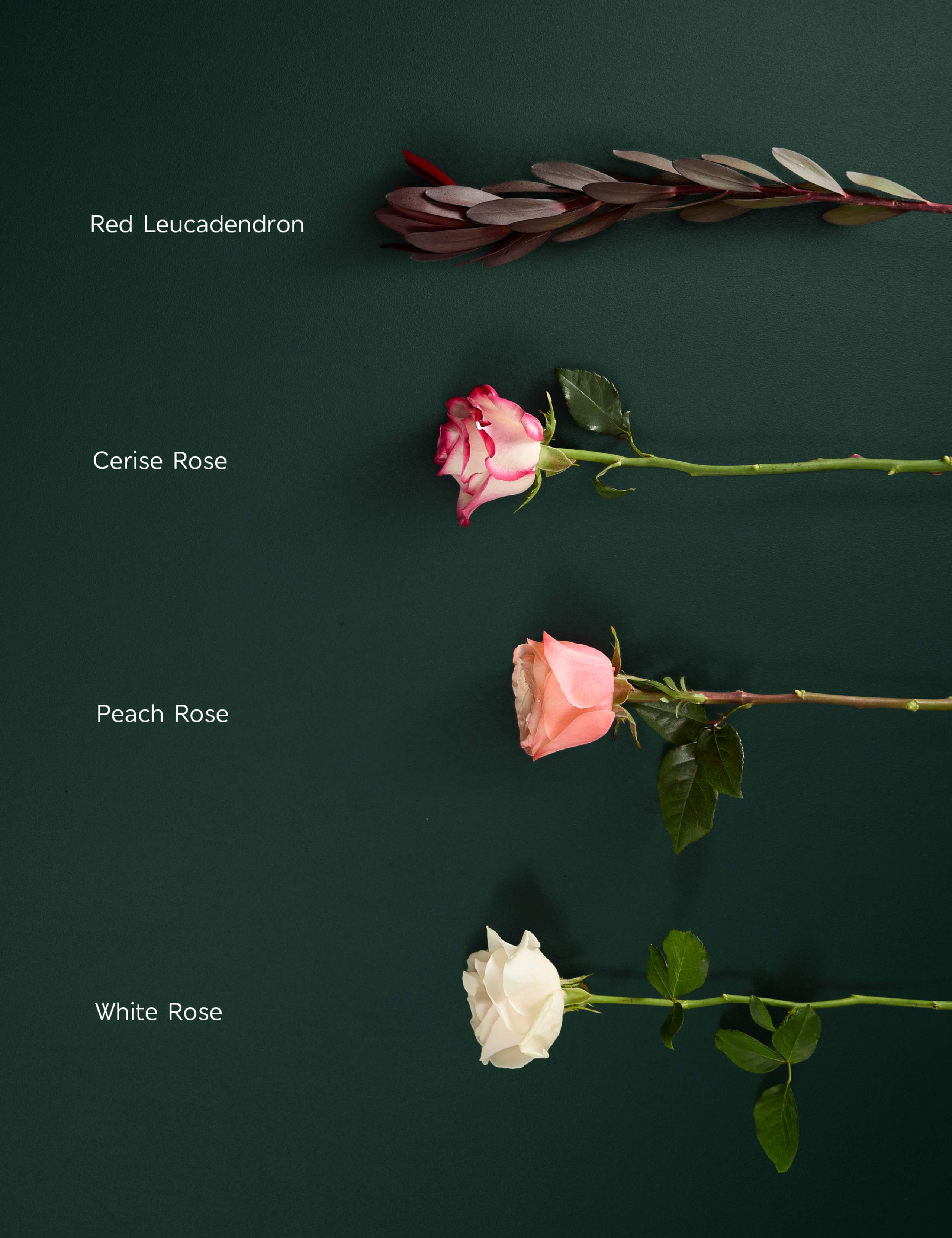Rose & Leucodendrum Bouquet 5 of 8