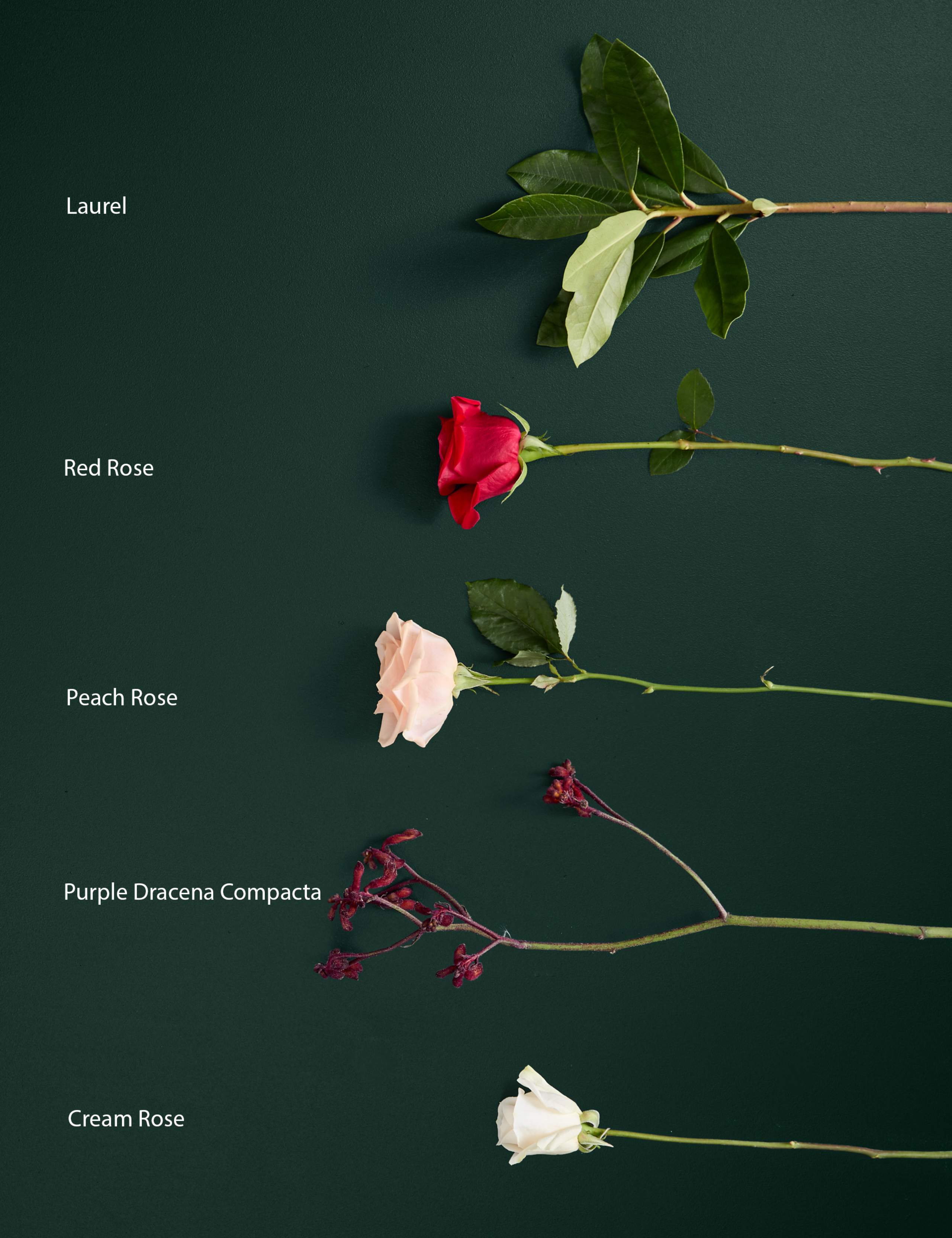 Rose & Kangaroo Paw Bouquet 4 of 5