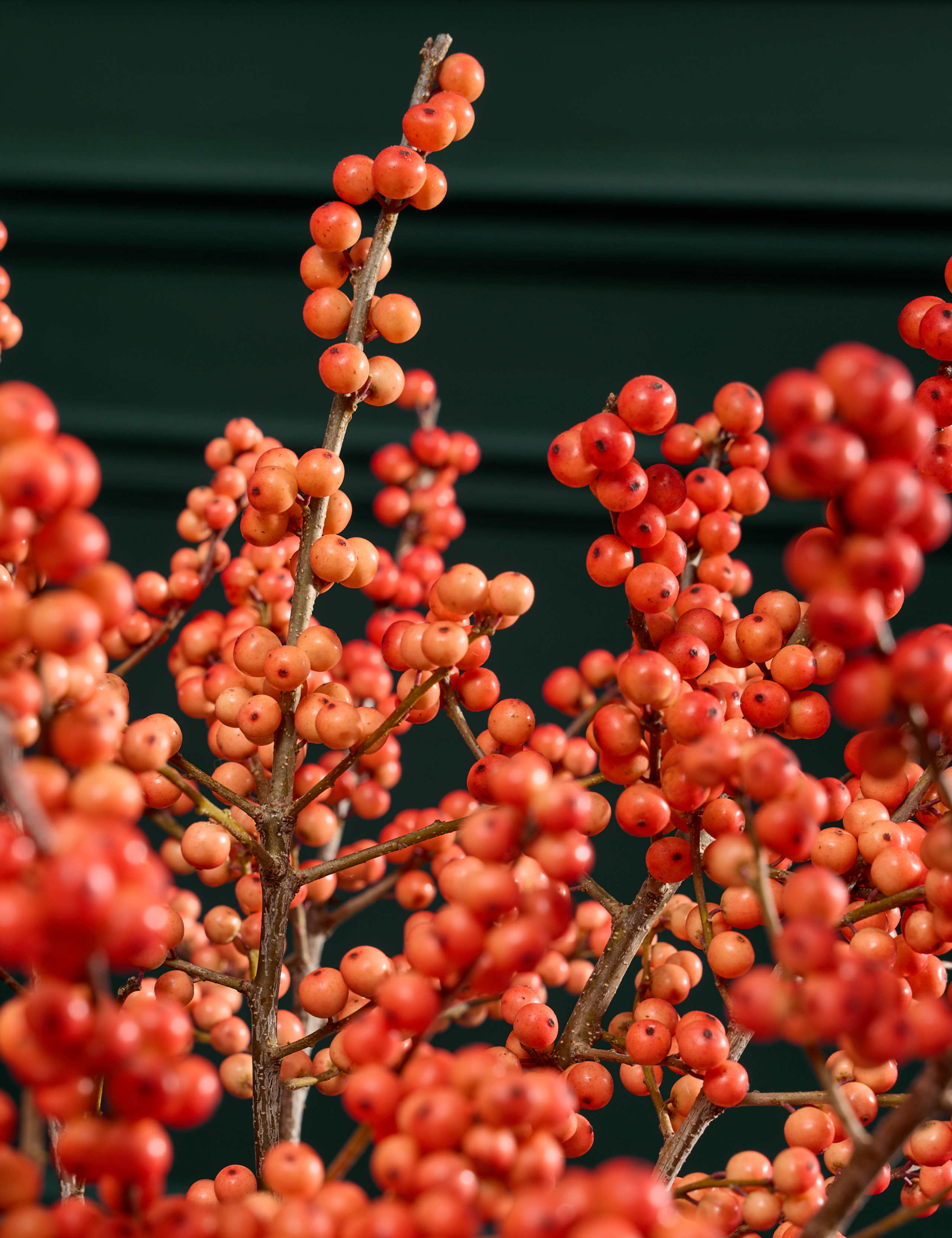 Orange Ilex Bouquet 3 of 6
