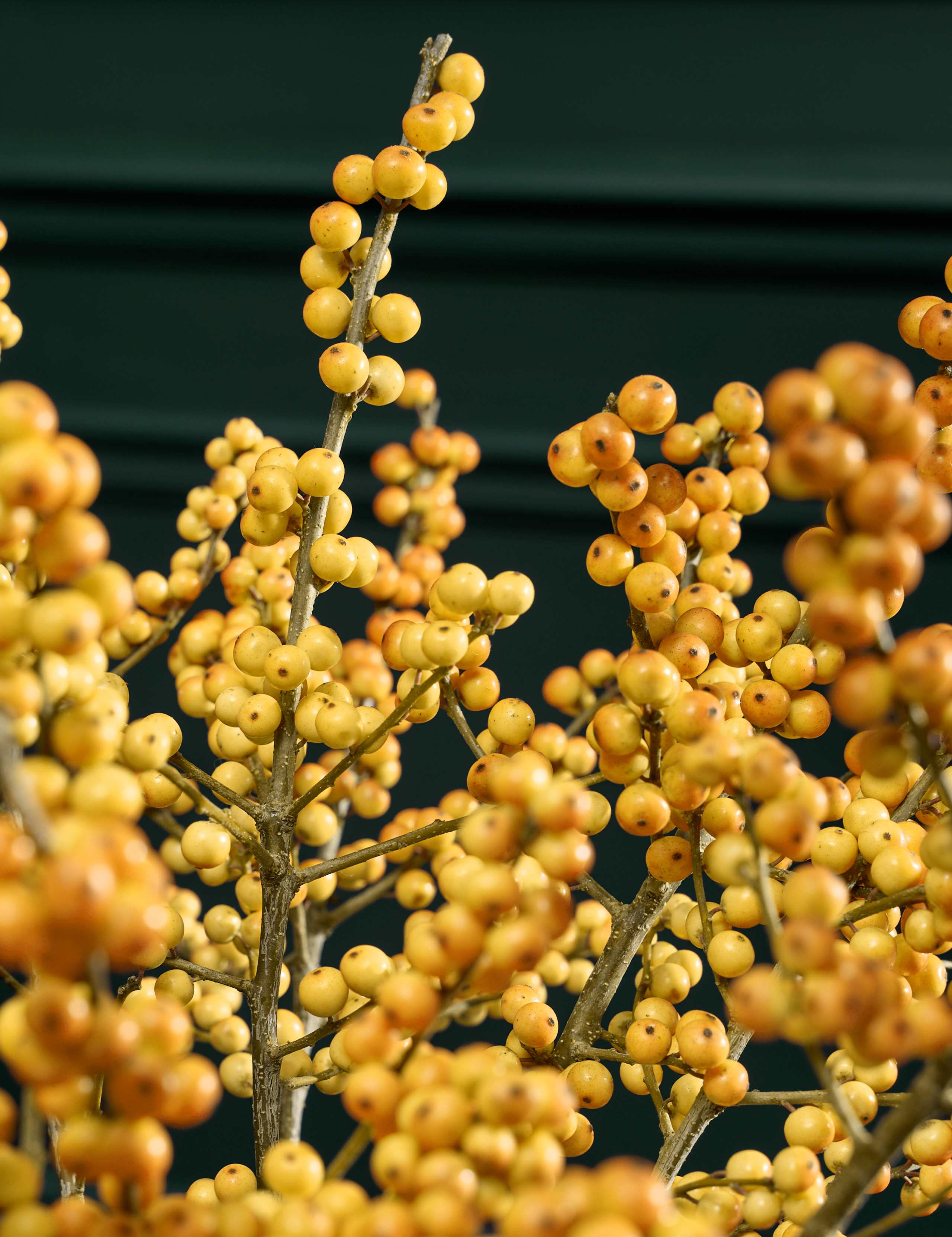 Yellow Ilex Bouquet 3 of 6