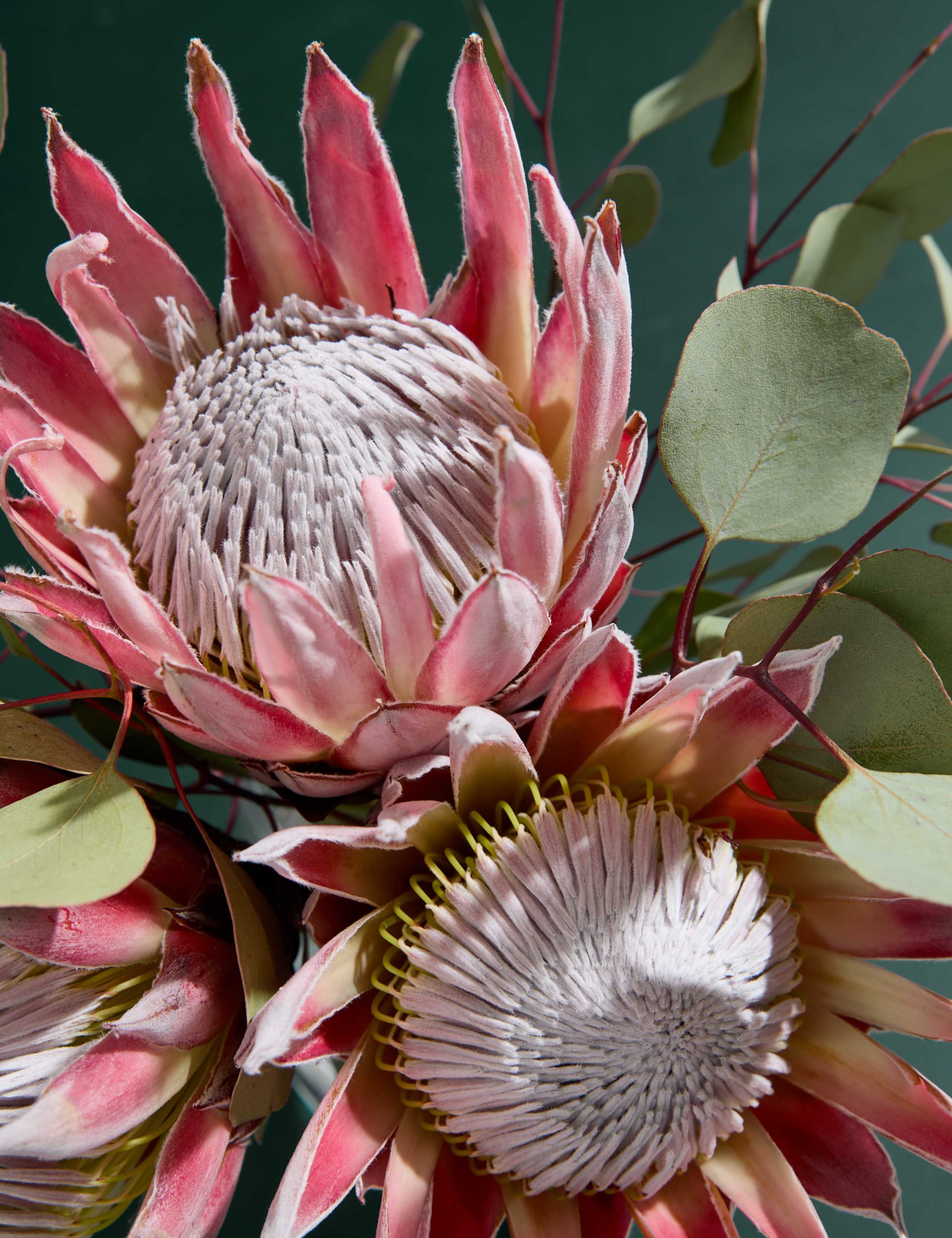King Protea Bouquet 3 of 3