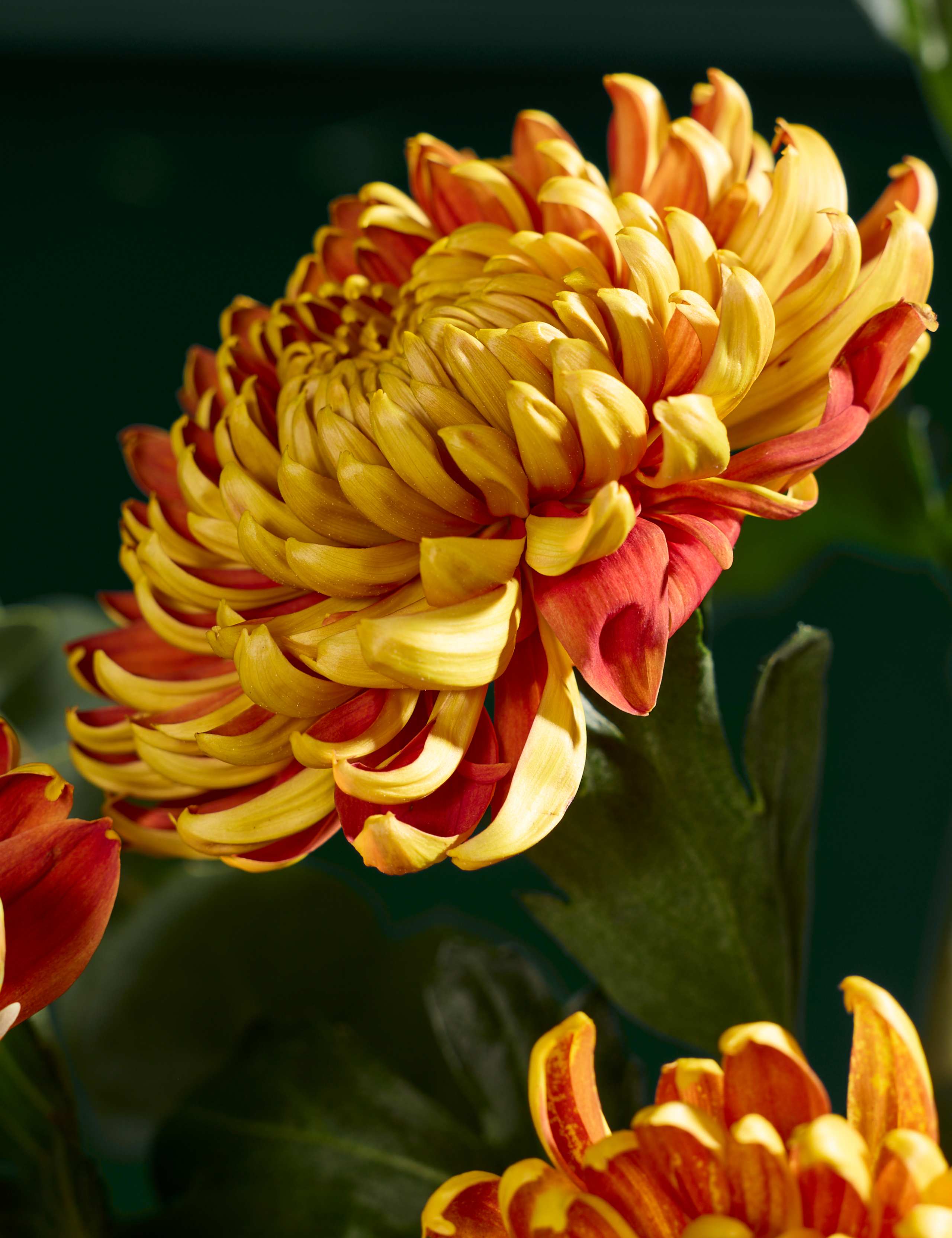 Fuego Blooms Bouquet 3 of 3