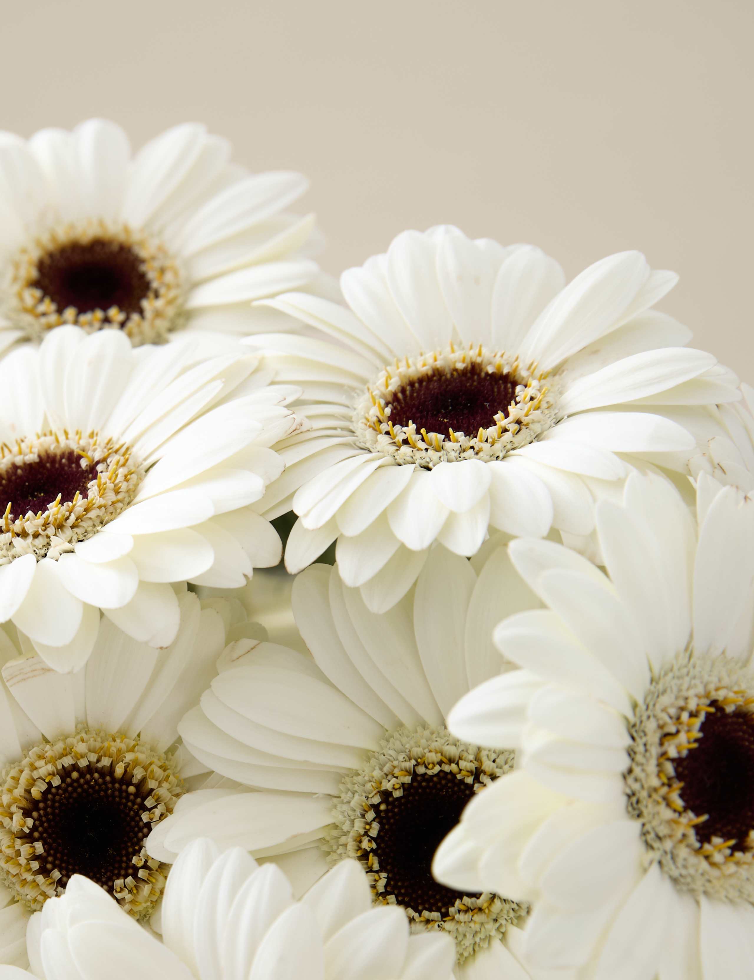 White Germini Bouquet 4 of 5