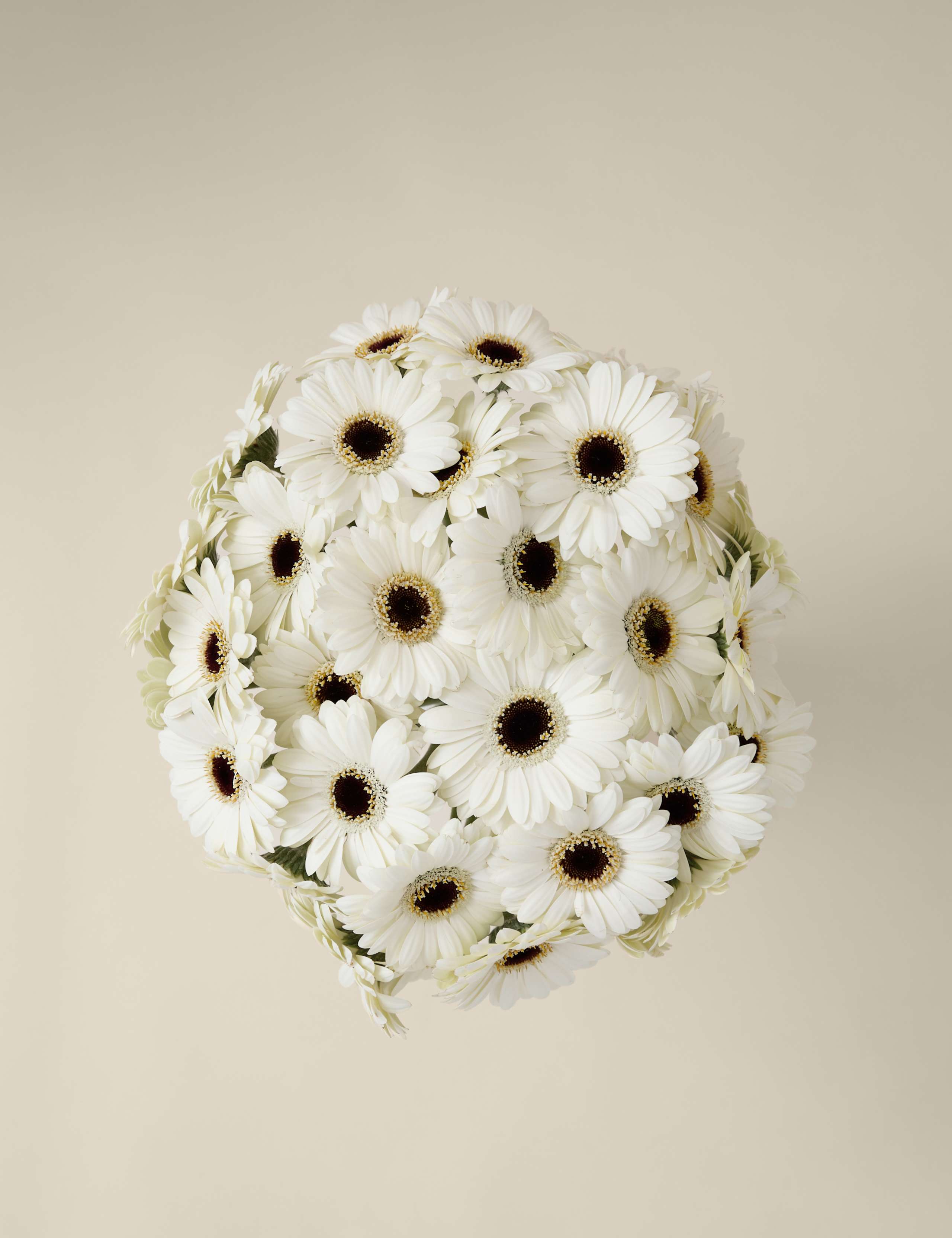 White Germini Bouquet 2 of 5