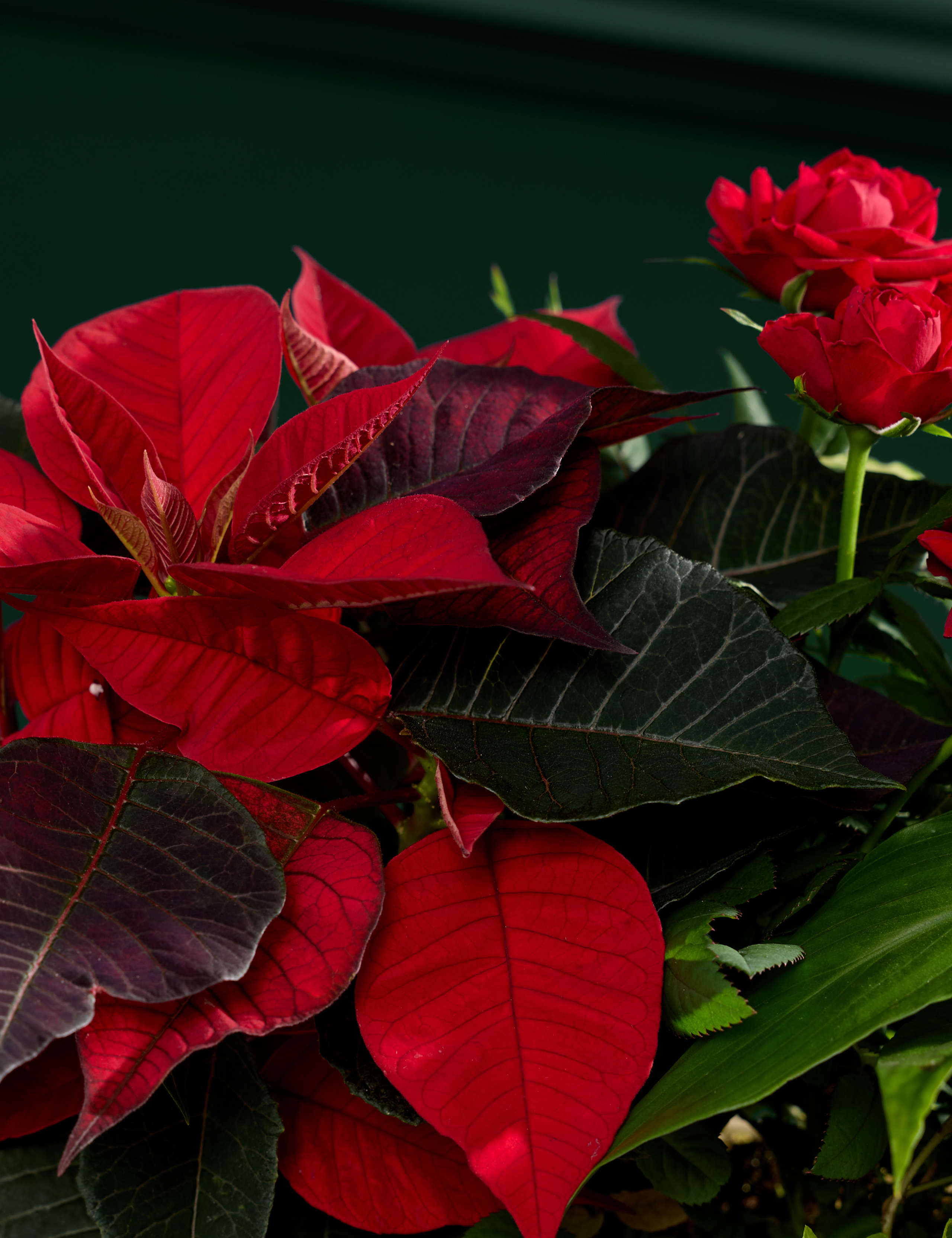 Large Red Christmas Flowering Plant Basket 2 of 4