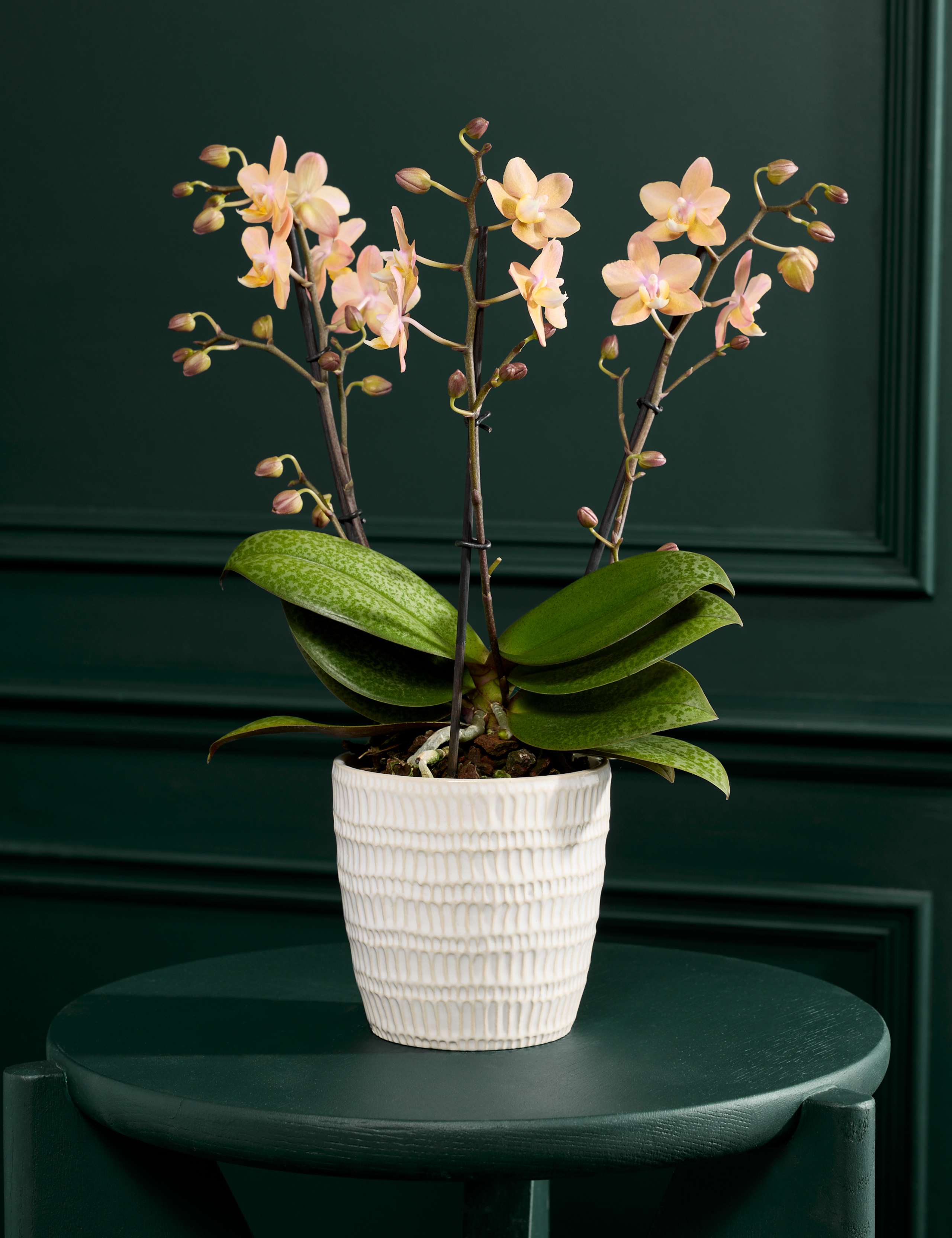 Peach Orchid with Ceramic Pot 1 of 5
