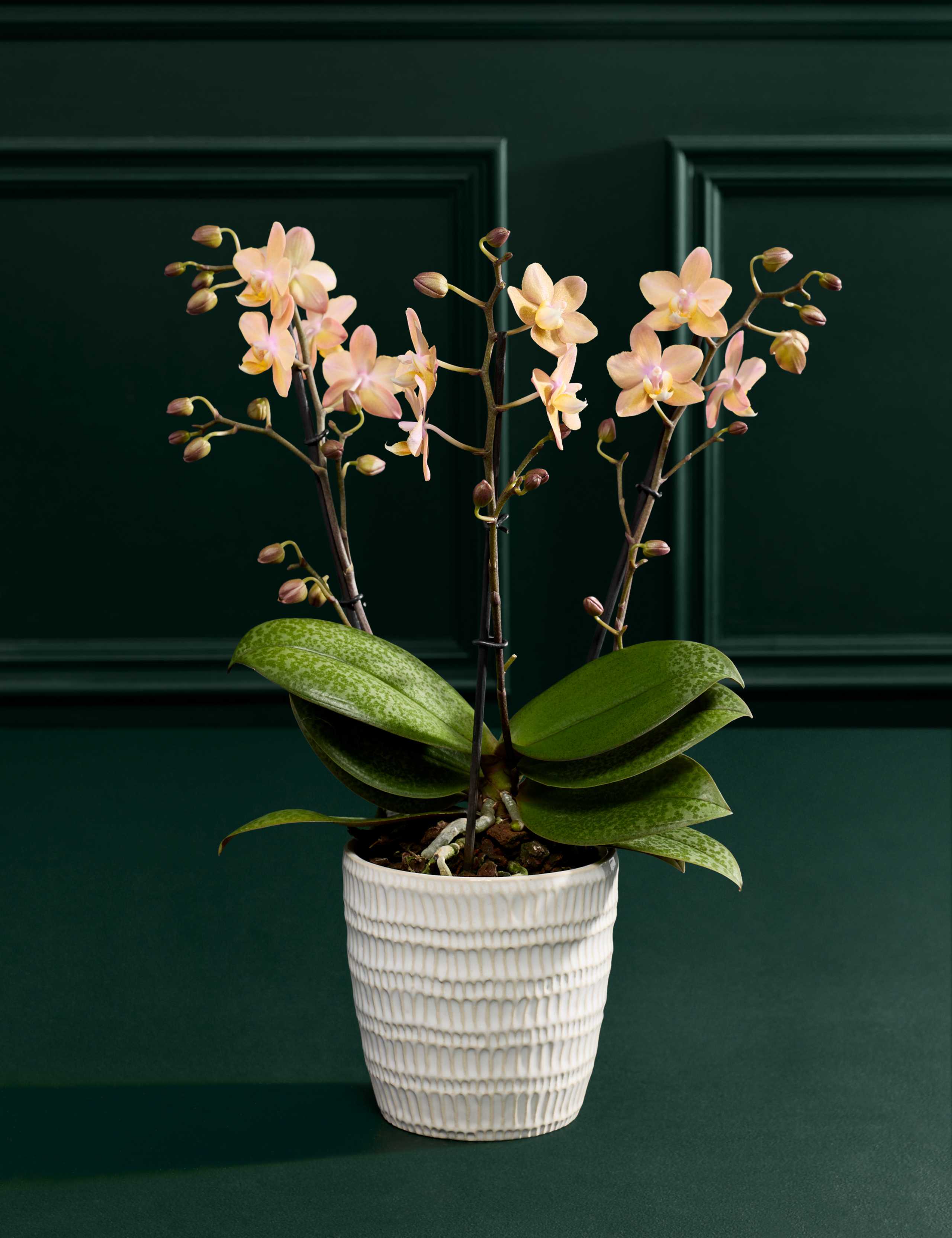 Peach Orchid with Ceramic Pot 3 of 5