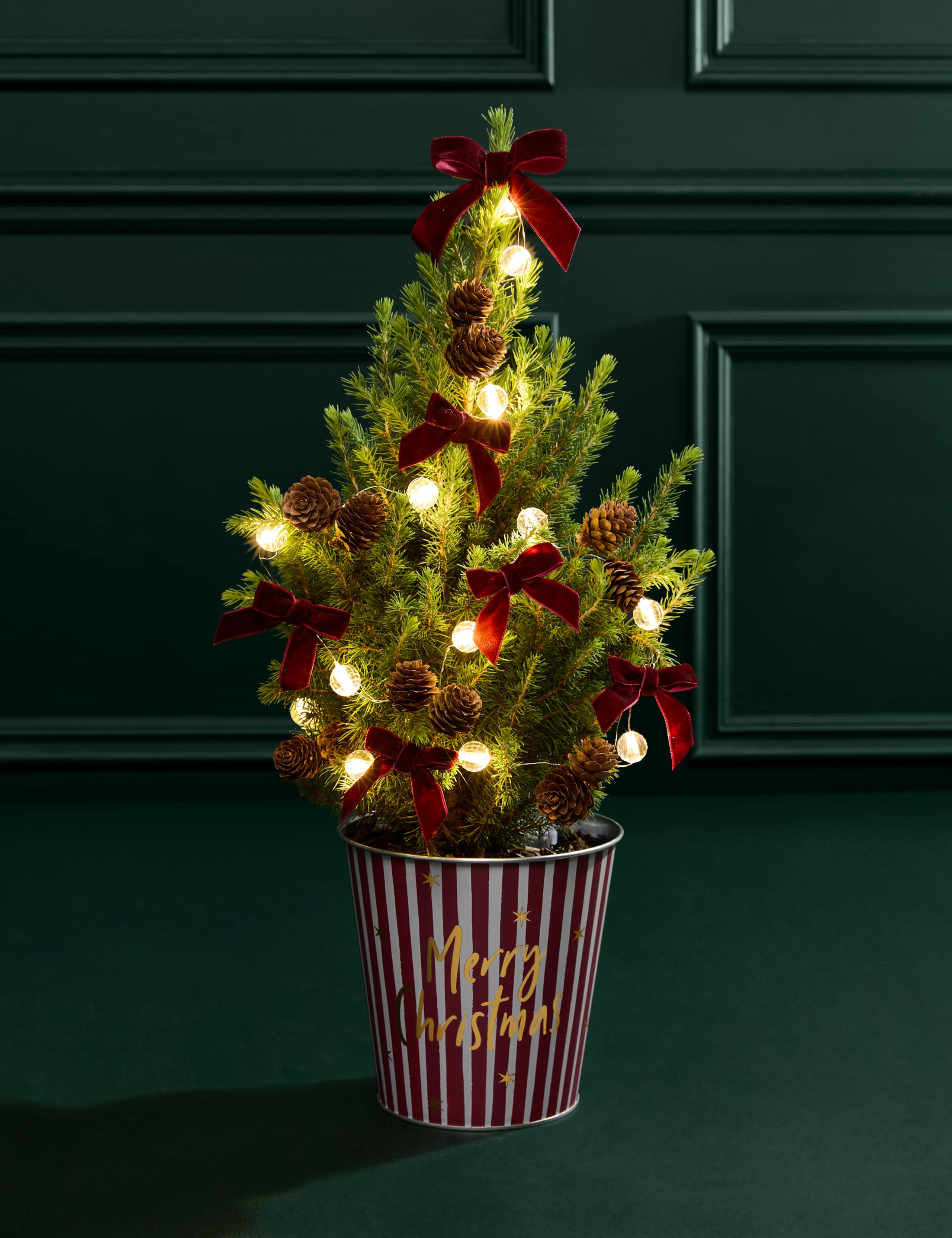 Mini Christmas Tree in Merry Christmas Pot 3 of 4