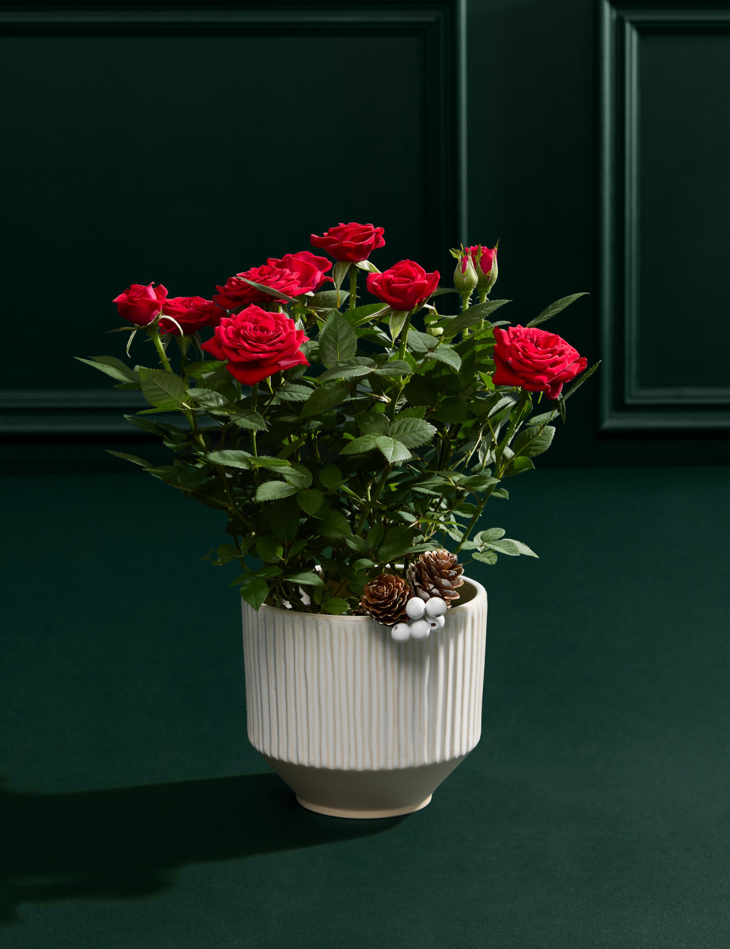 Christmas Red Rose with Crémant 4 of 6