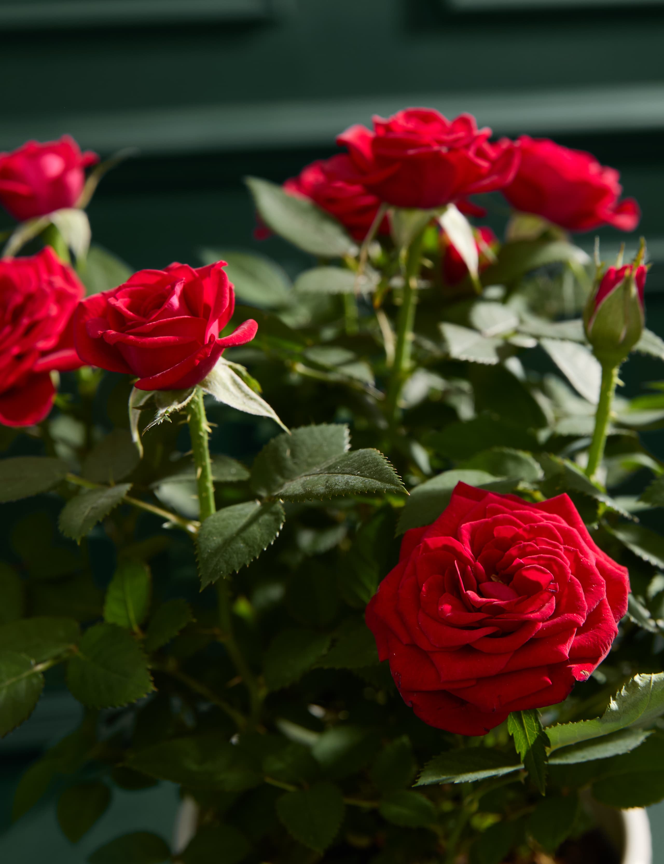 Christmas Red Rose with Crémant 2 of 6