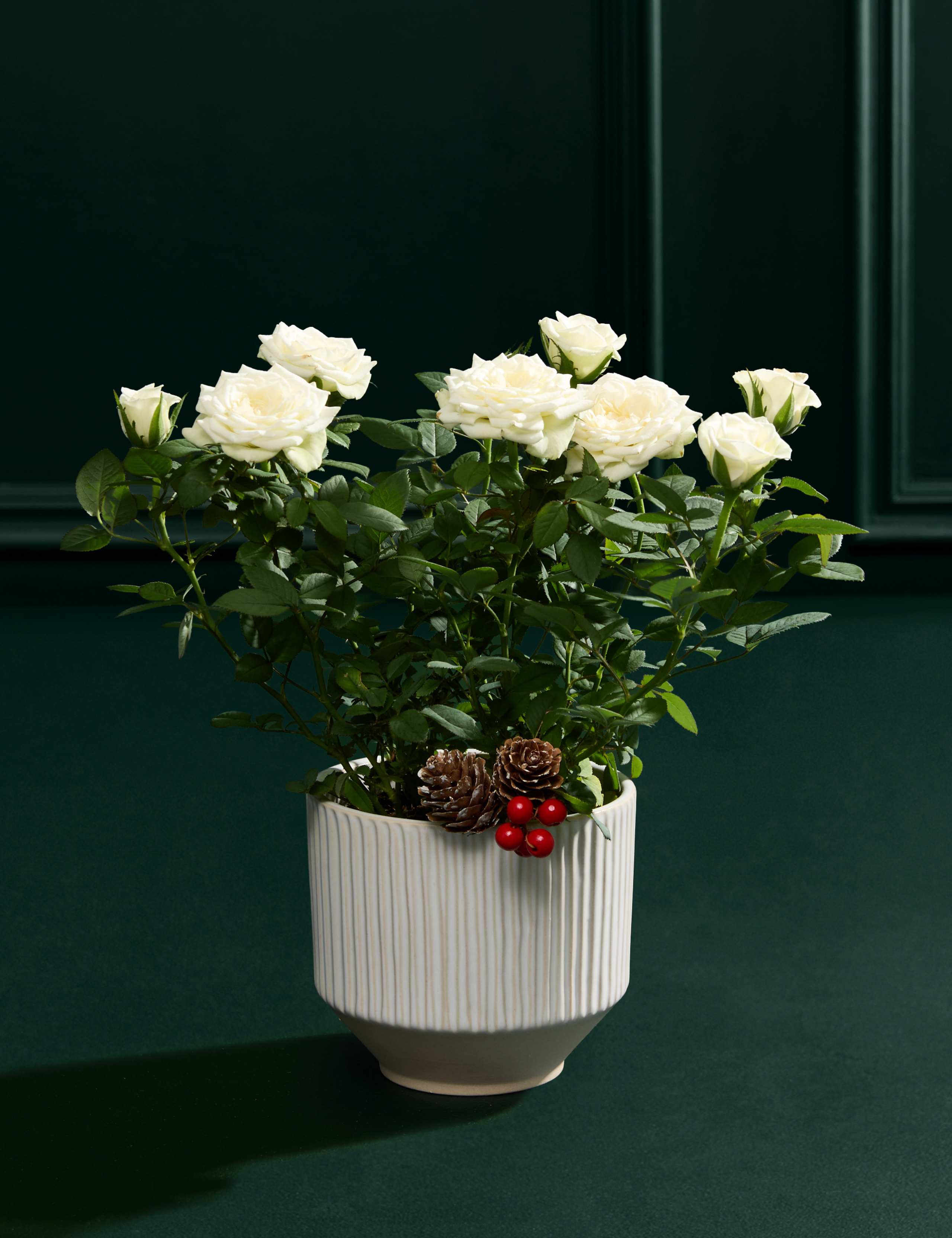Christmas White Rose with Crémant 4 of 6