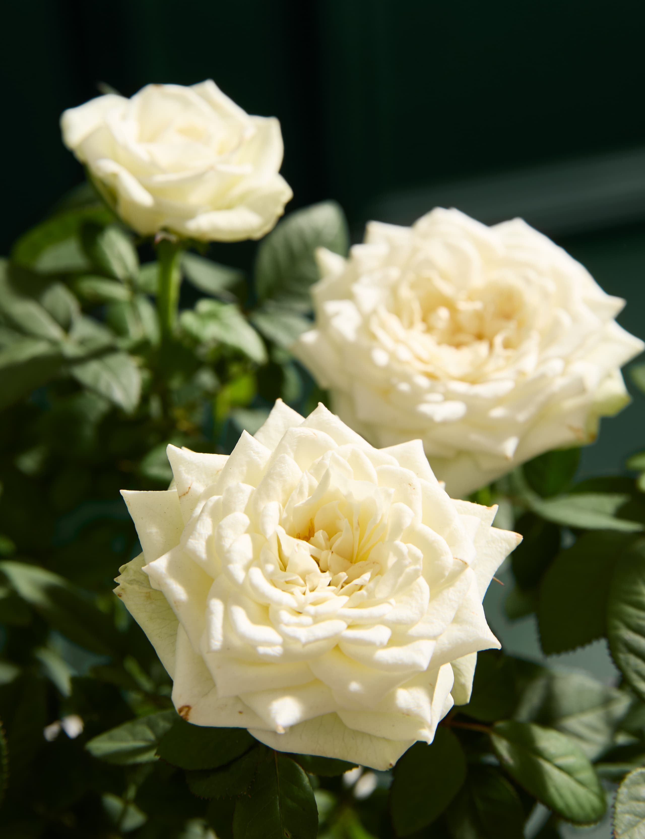 Christmas White Rose with Crémant 2 of 6