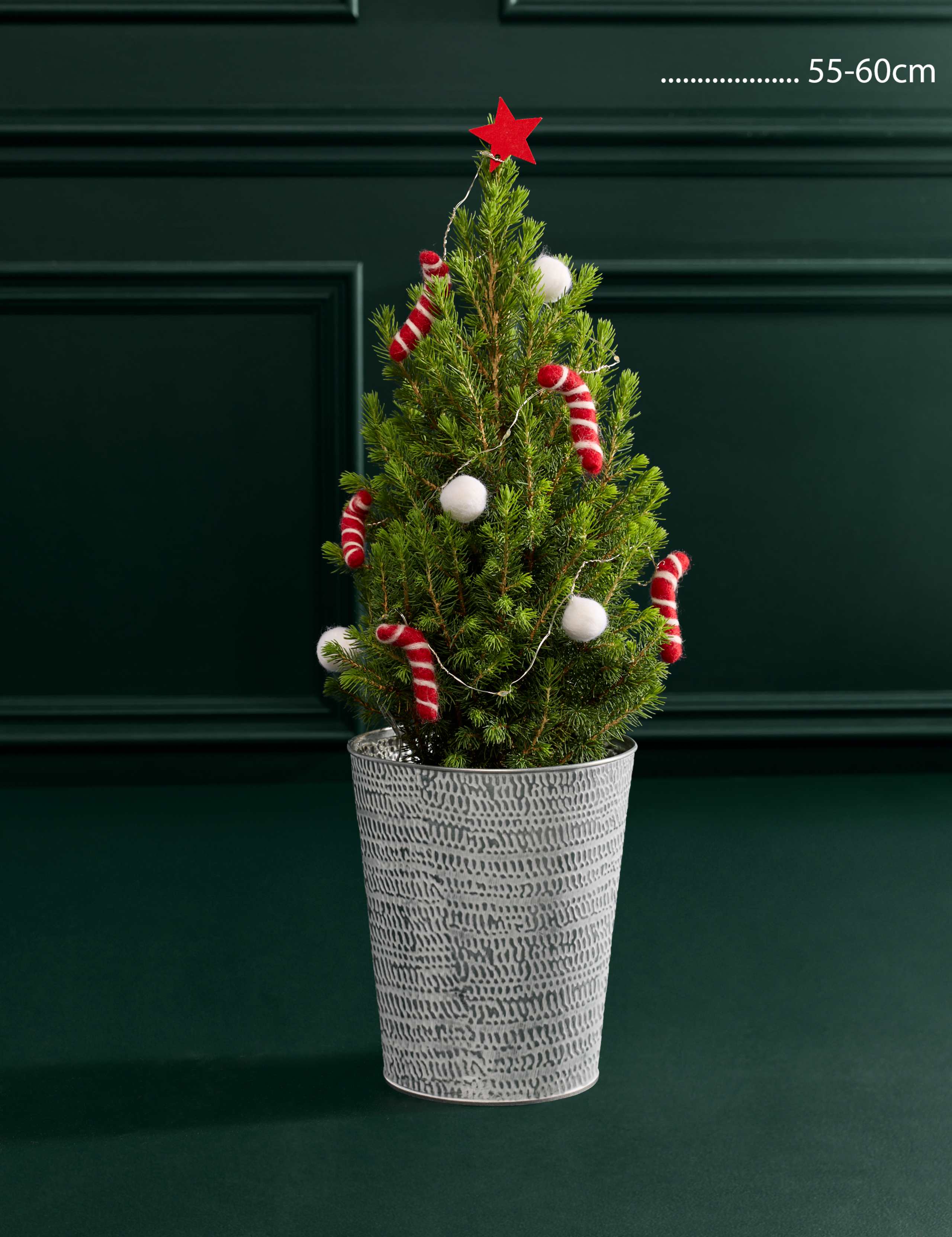 White Decorated Real Christmas Tree 55-60cm with Champagne 3 of 3