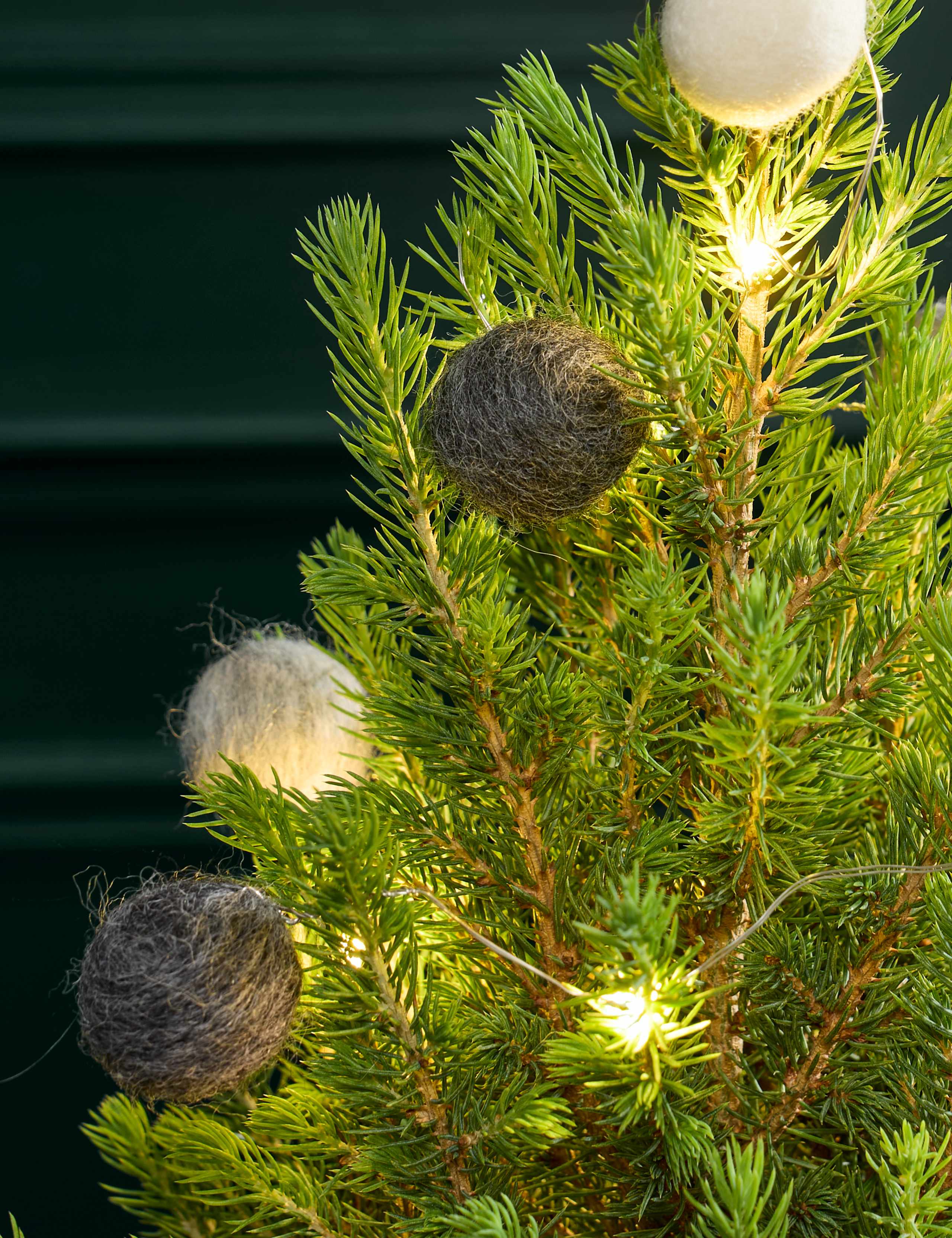 Natural Decorated Real Christmas Tree 55-60cm with Champagne 2 of 3