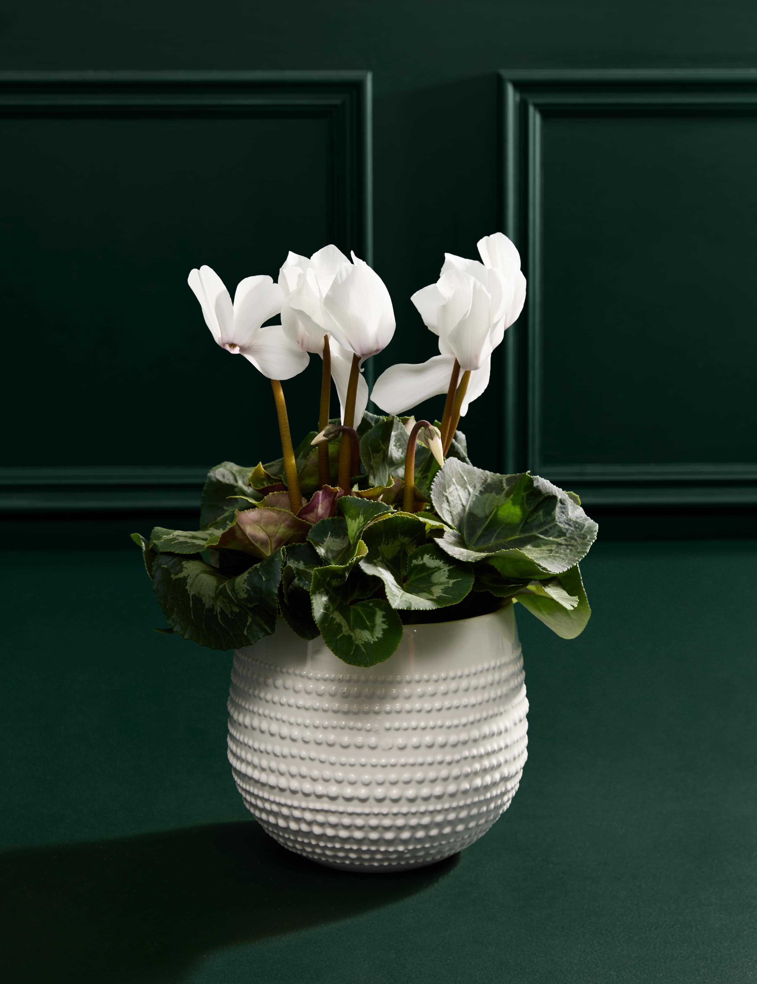 White Cyclamen in Ceramic Pot 1 of 3